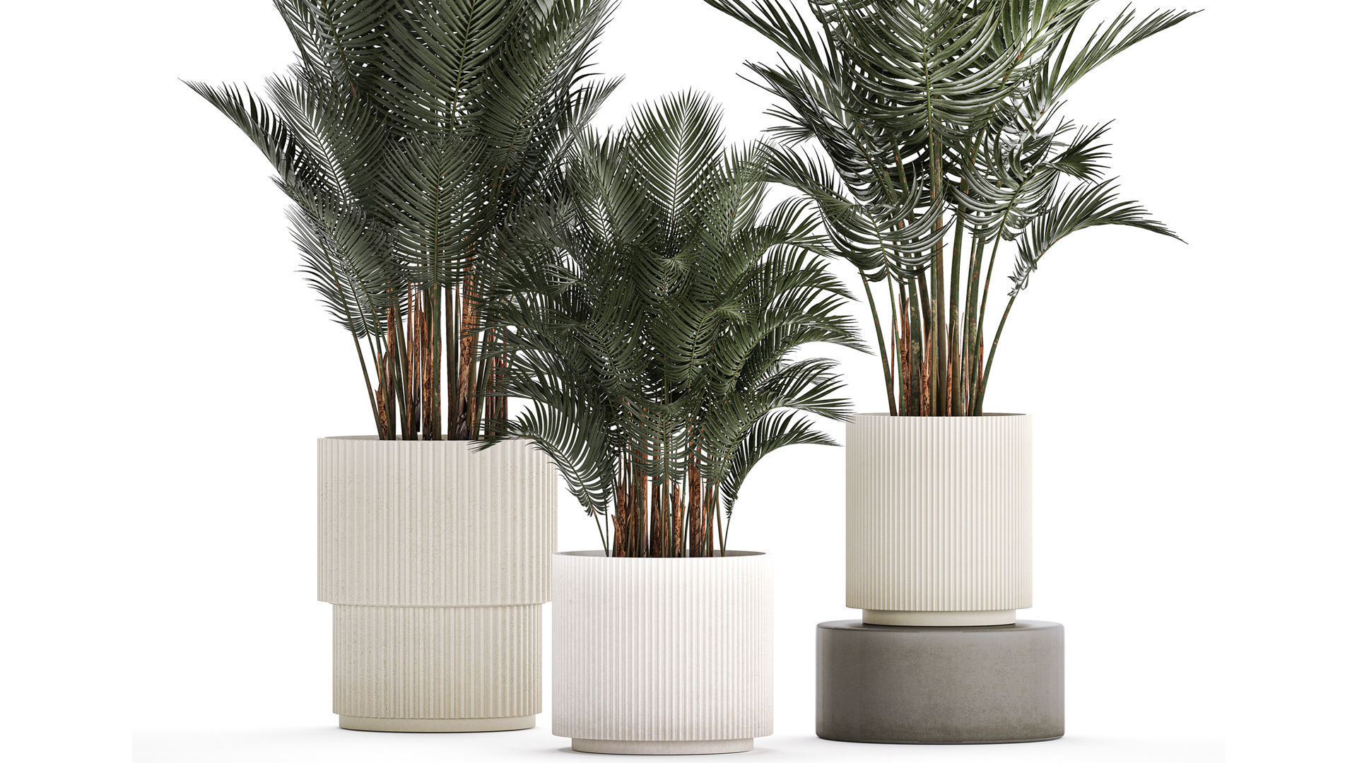 Beautiful Howea Forsteriana Palms In Flowerpots 1240 3D model_9