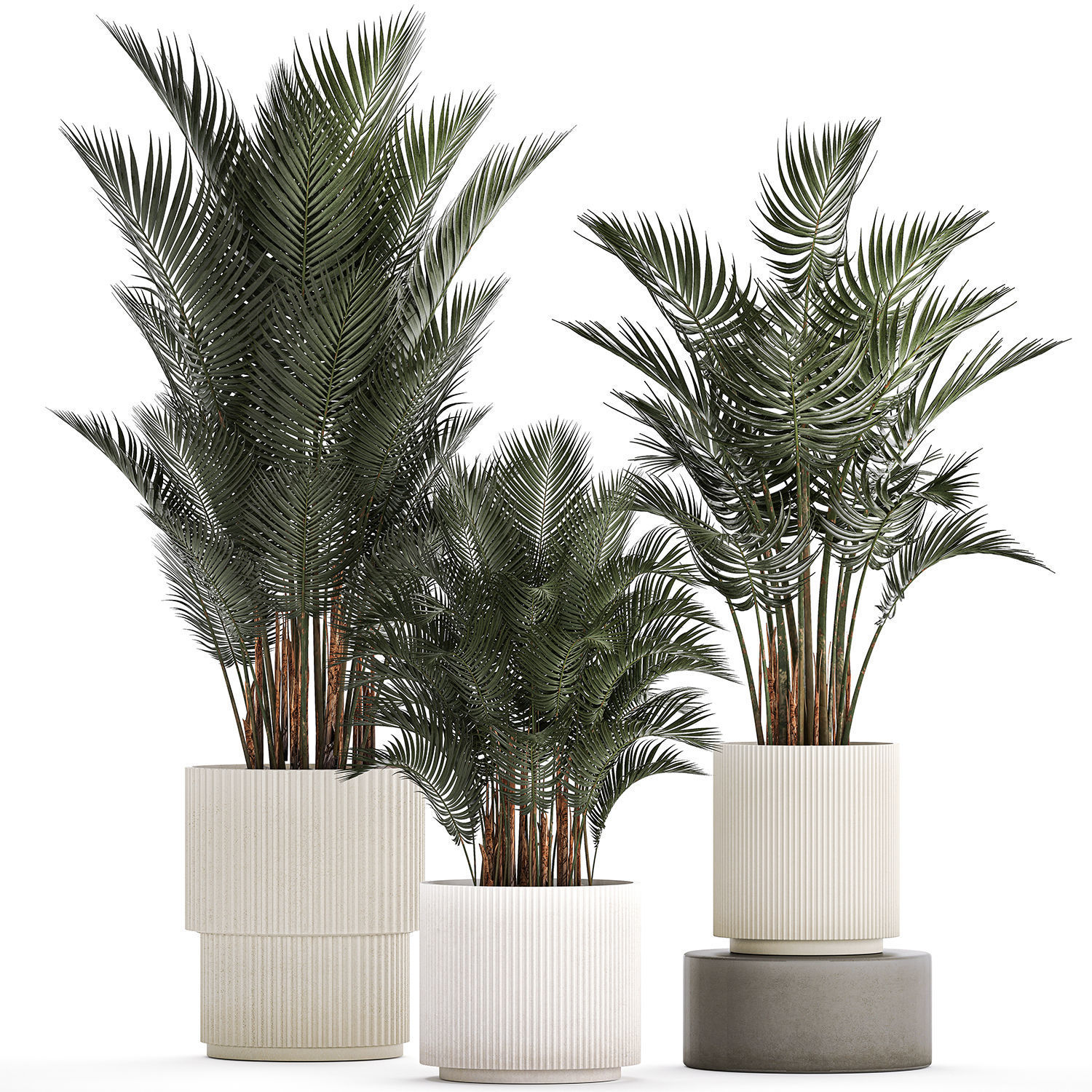 Beautiful Howea Forsteriana Palms In Flowerpots 1240 3D model_5