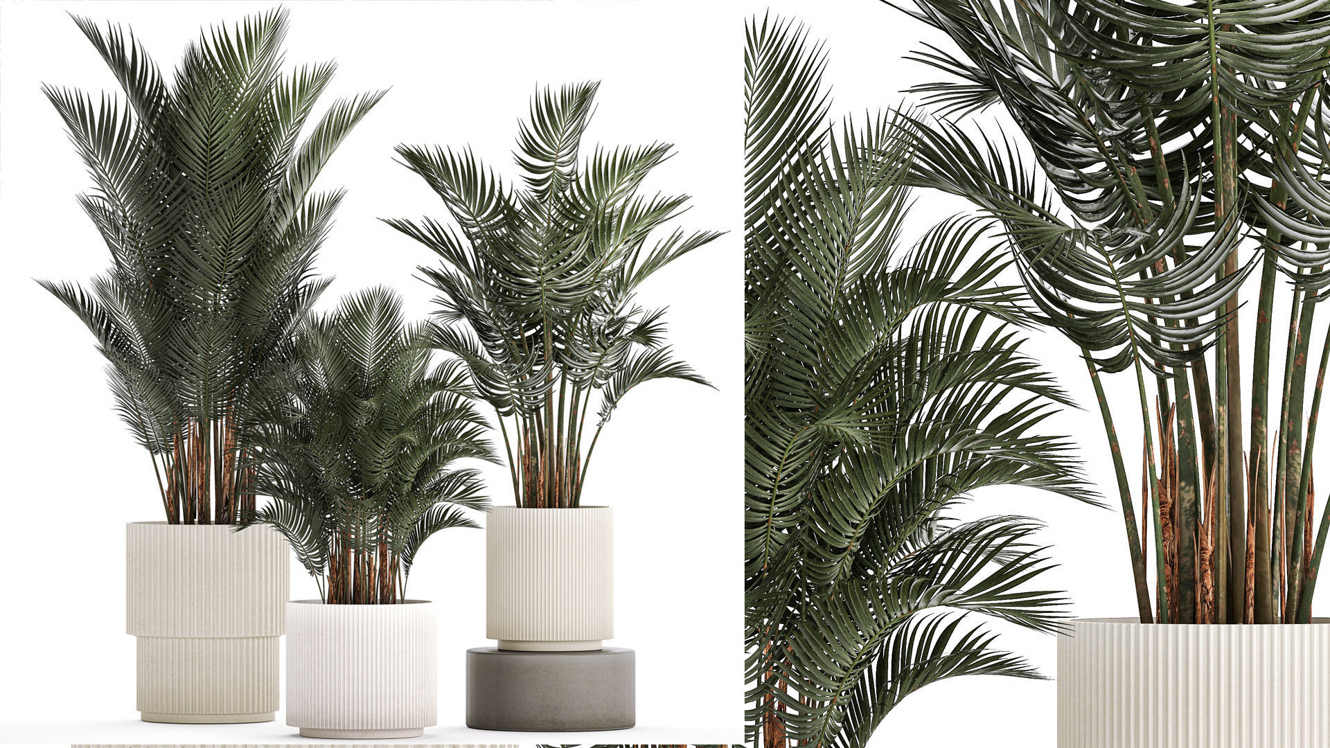 Beautiful Howea Forsteriana Palms In Flowerpots 1240 3D model_1
