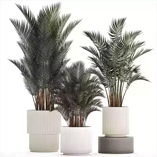 Beautiful Howea Forsteriana Palms In Flowerpots 1240