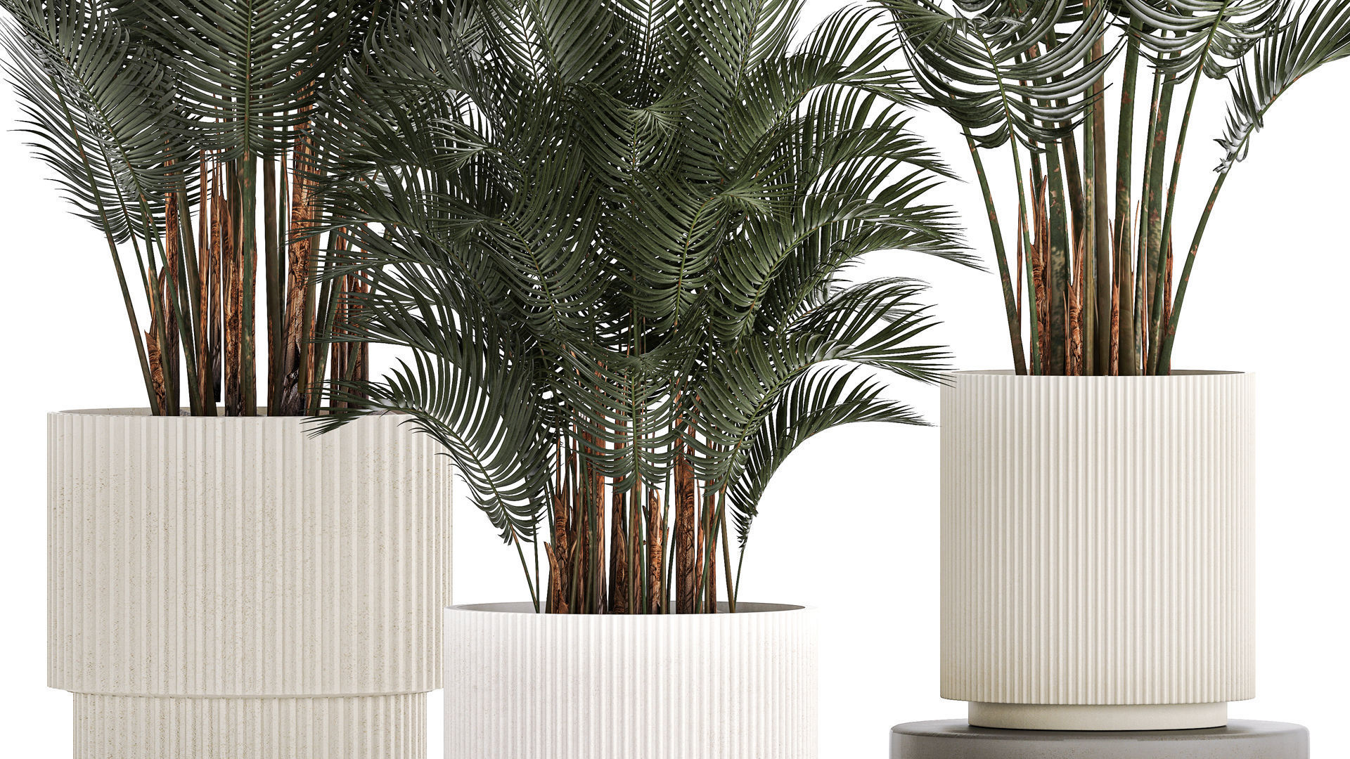 Beautiful Howea Forsteriana Palms In Flowerpots 1240 3D model_2