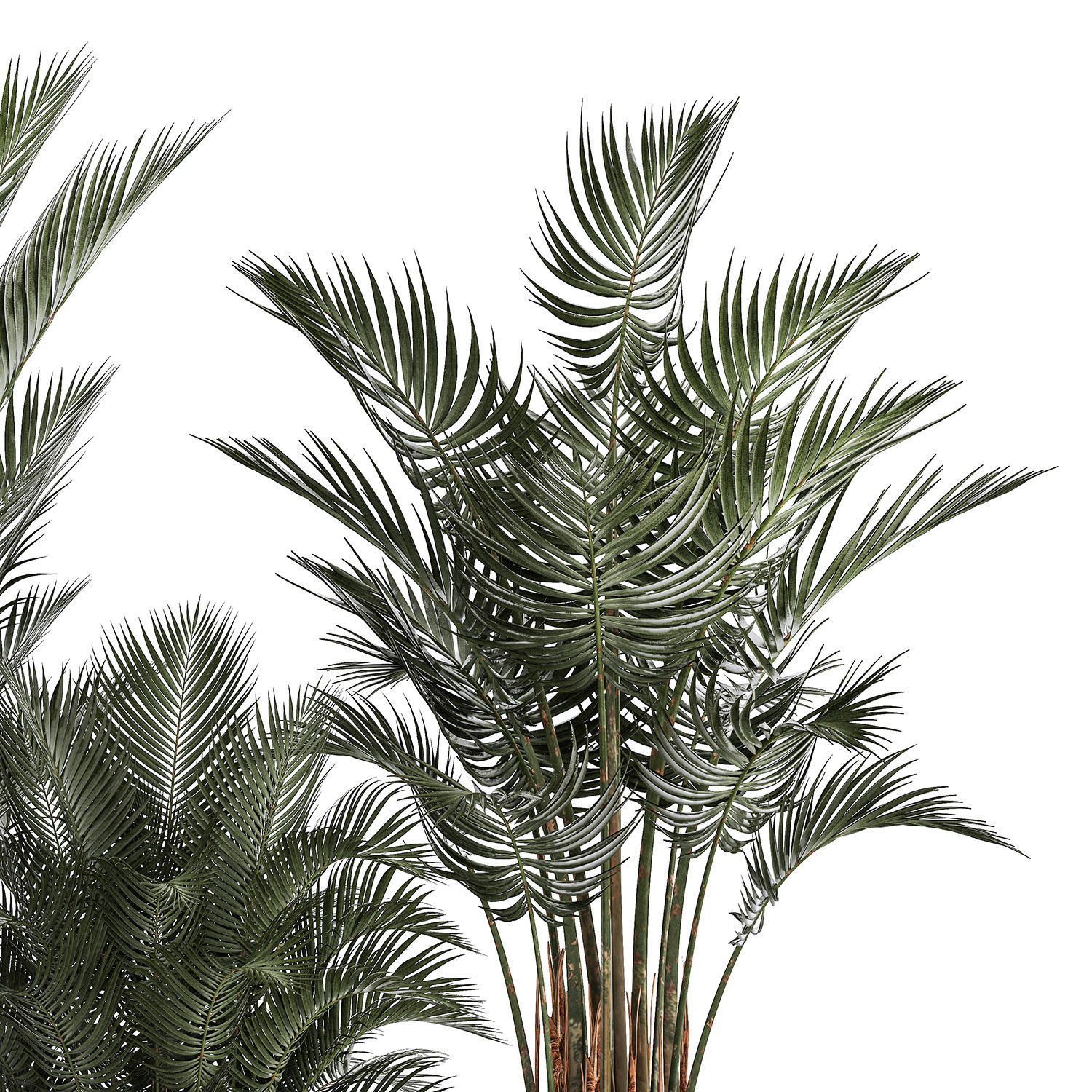 Beautiful Howea Forsteriana Palms In Flowerpots 1240 3D model_4