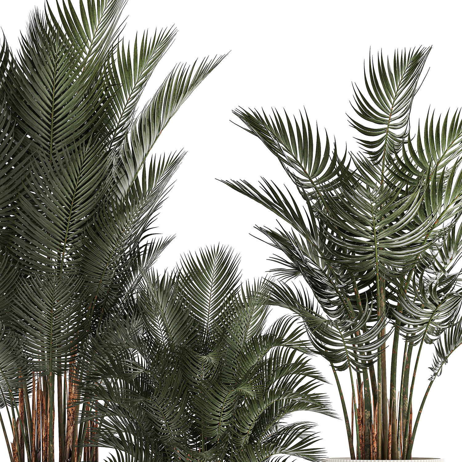 Beautiful Howea Forsteriana Palms In Flowerpots 1240 3D model_8