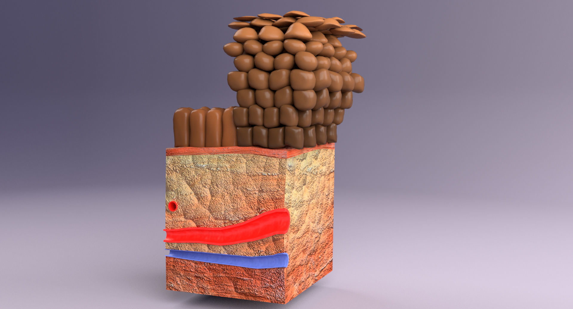 adaptation epithelial cell changes normal to cancer Low-poly 3D model_13