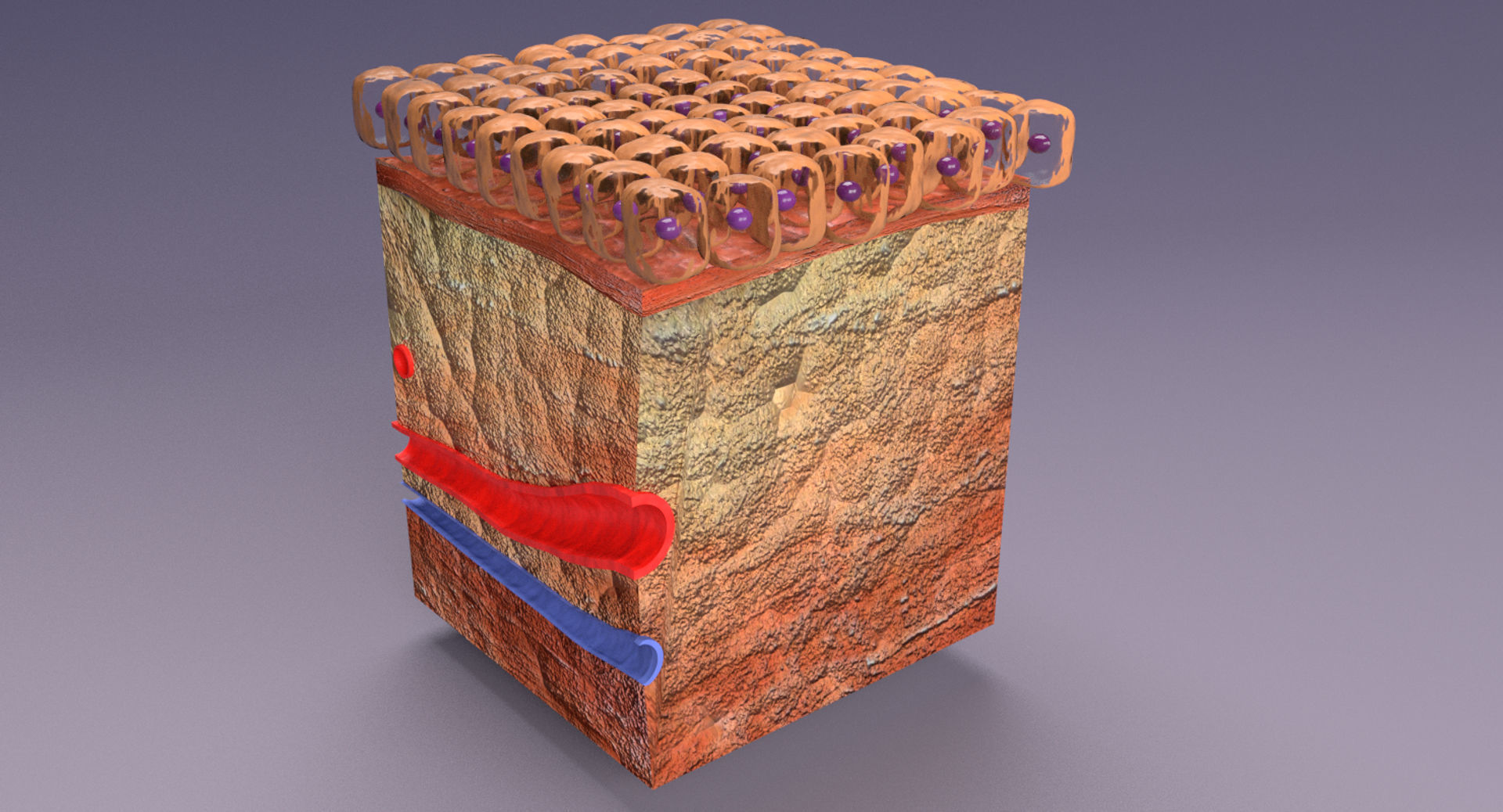 adaptation epithelial cell changes normal to cancer Low-poly 3D model_6
