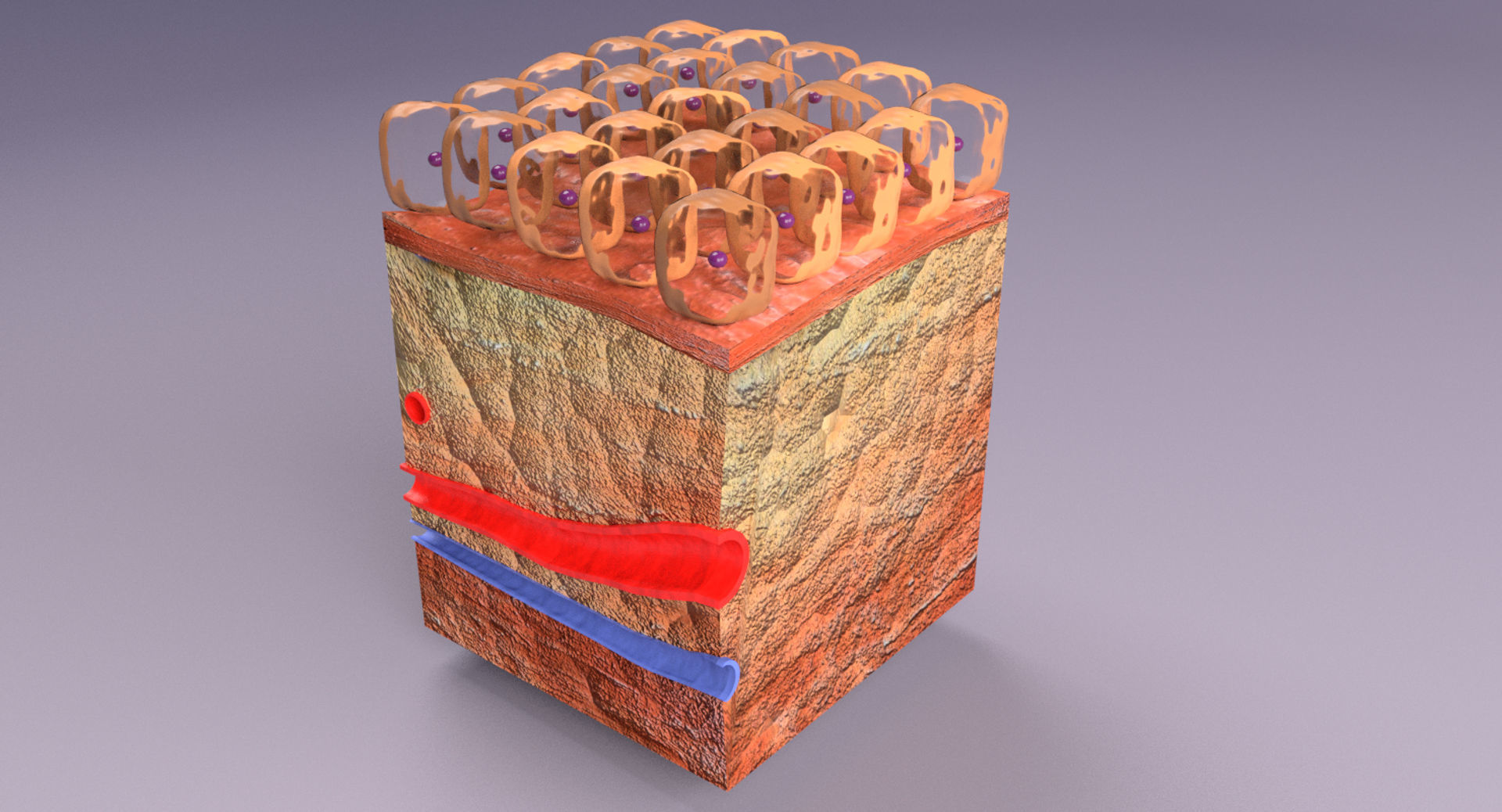 adaptation epithelial cell changes normal to cancer Low-poly 3D model_21