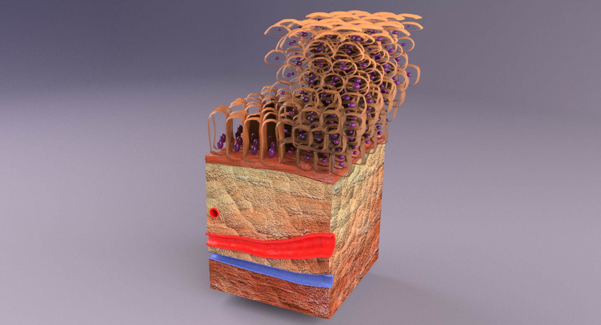 adaptation epithelial cell changes normal to cancer Low-poly 3D model_5