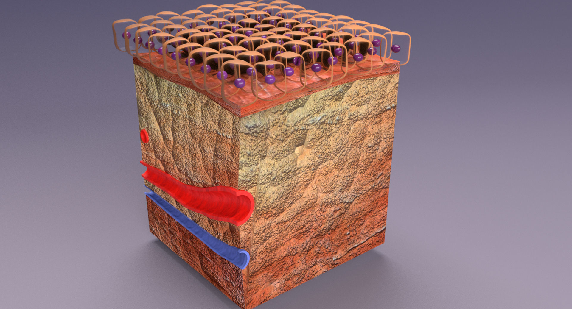 adaptation epithelial cell changes normal to cancer Low-poly 3D model_8