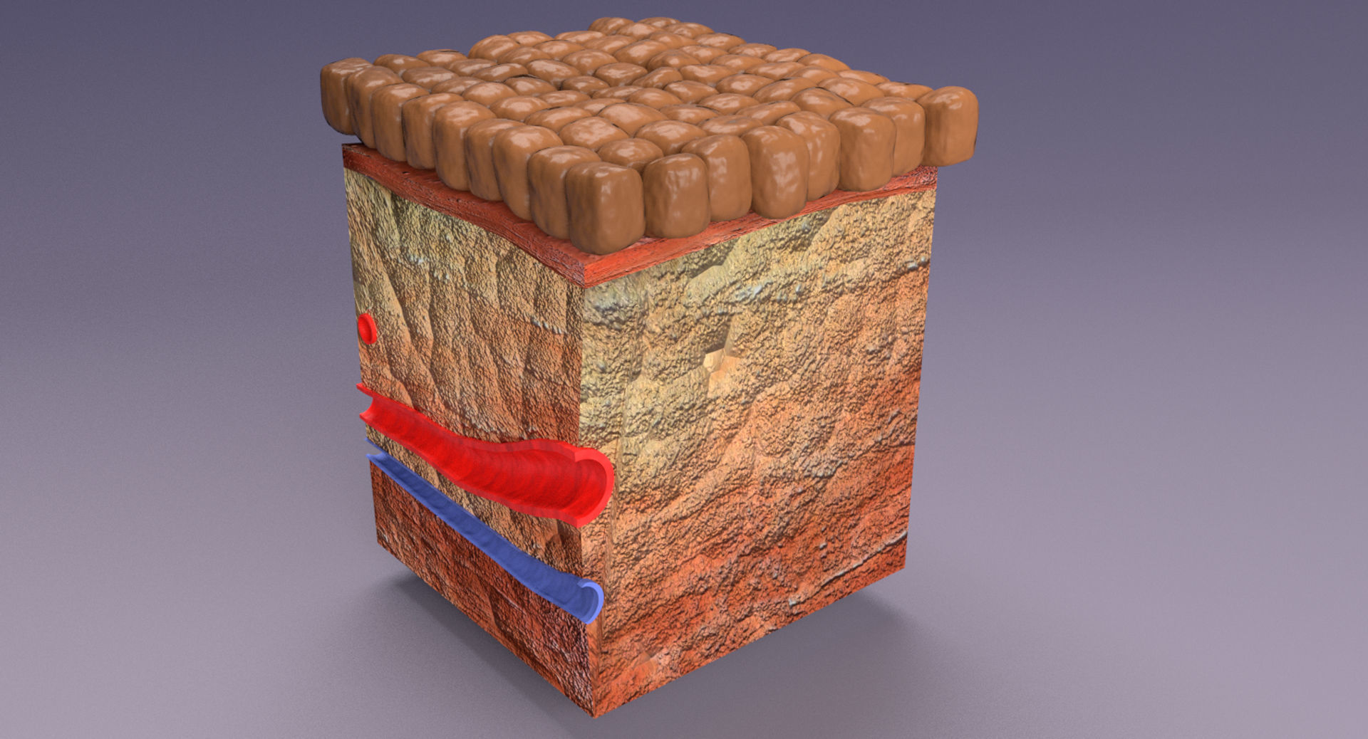 adaptation epithelial cell changes normal to cancer Low-poly 3D model_16