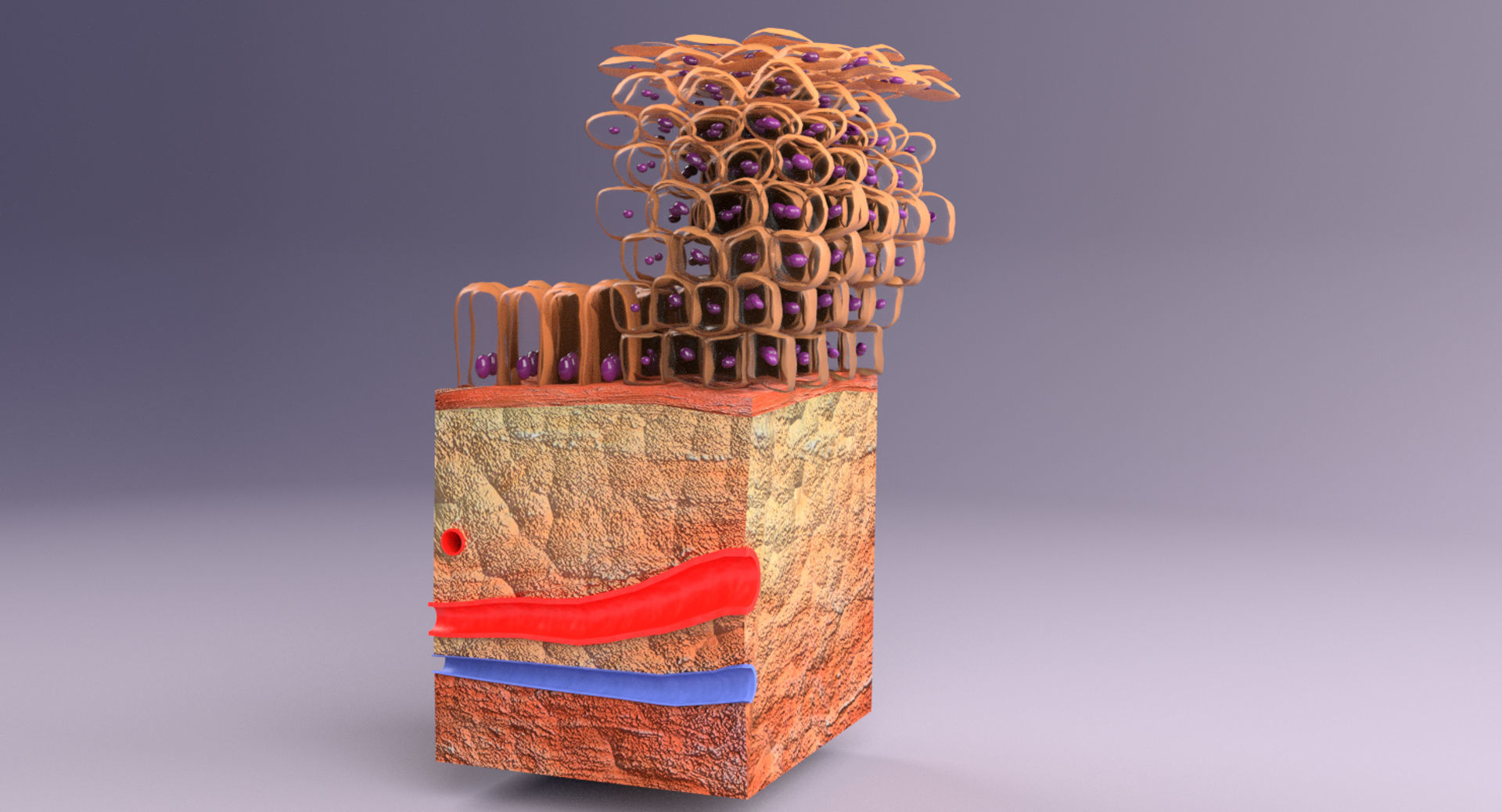 adaptation epithelial cell changes normal to cancer Low-poly 3D model_12