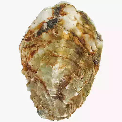 Oyster Mediterranean