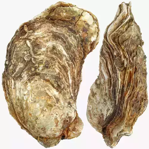 Oyster Mediterranean Low-poly 3D model