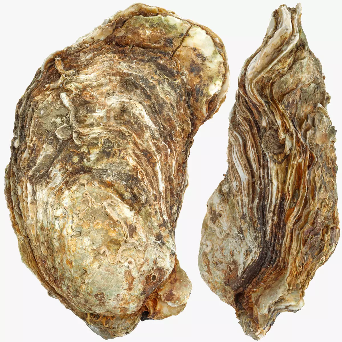 Oyster Mediterranean Low-poly 3D model_0