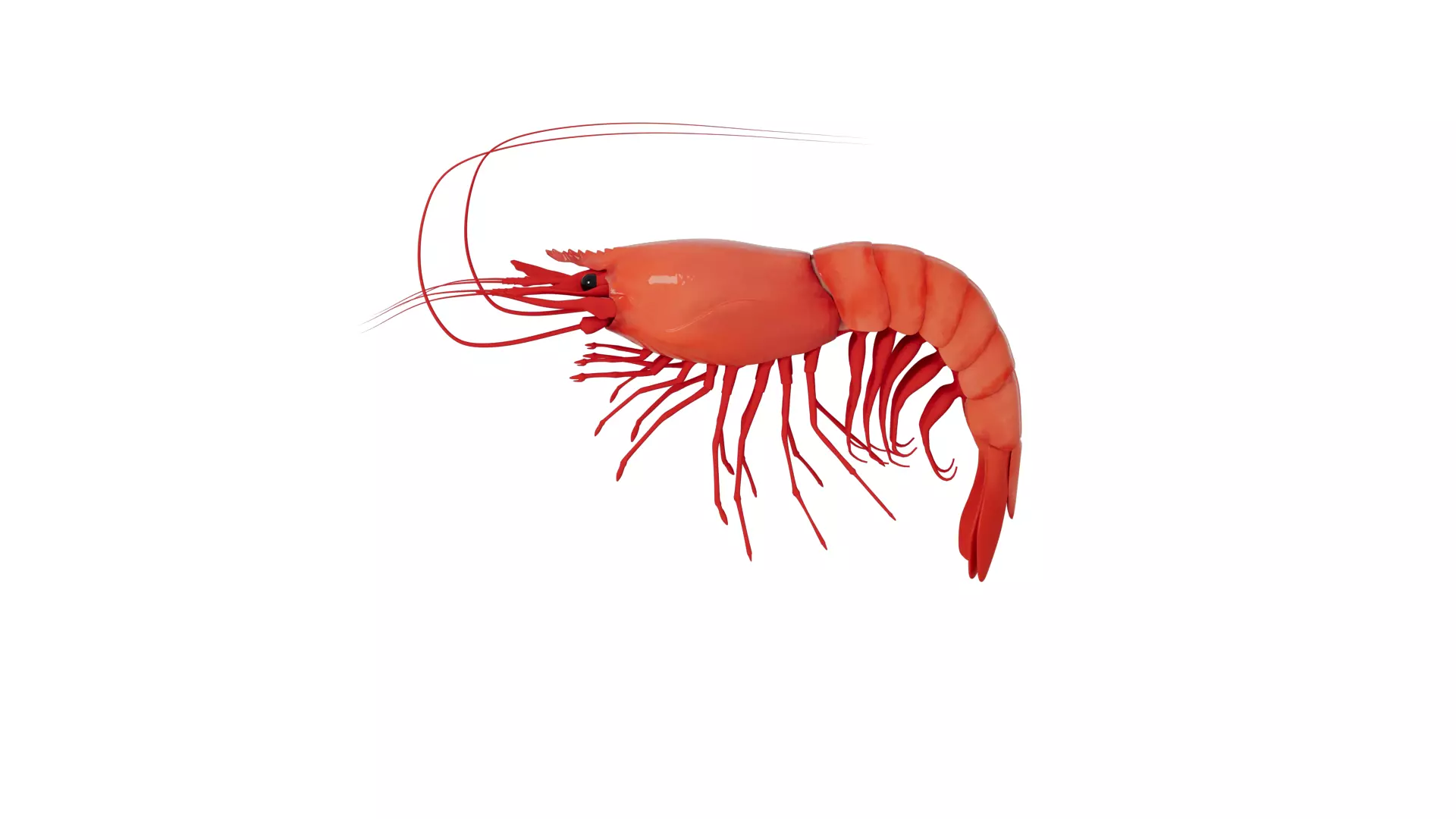 Shrimp 3D model_0