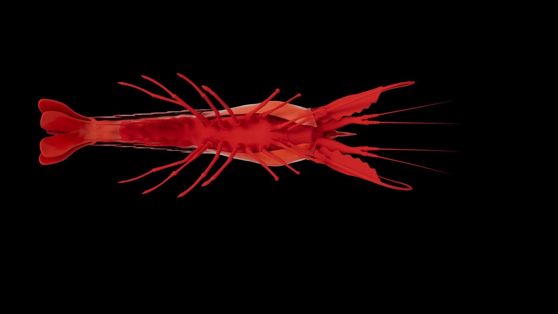 Shrimp 3D model_6