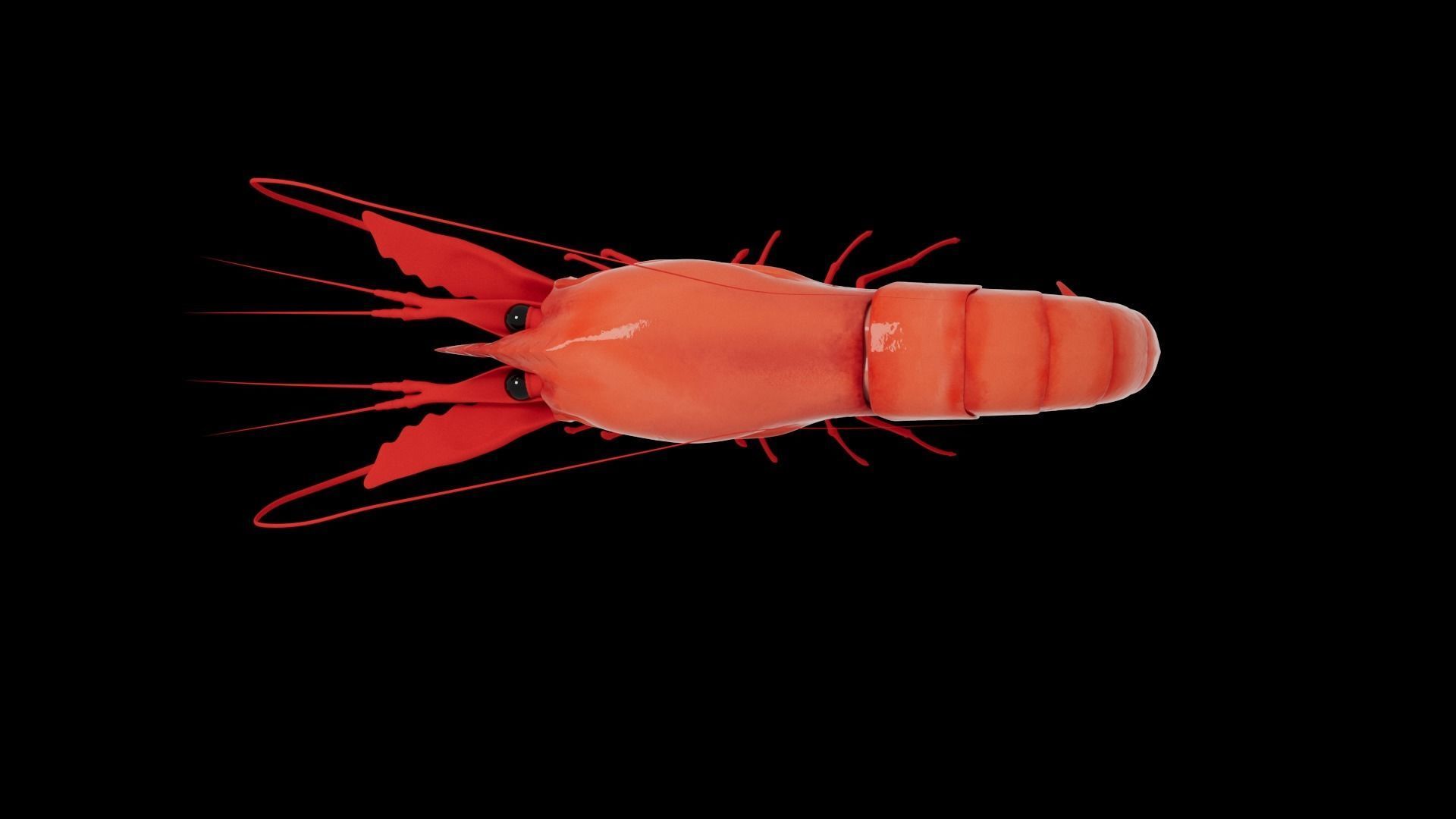 Shrimp 3D model_5
