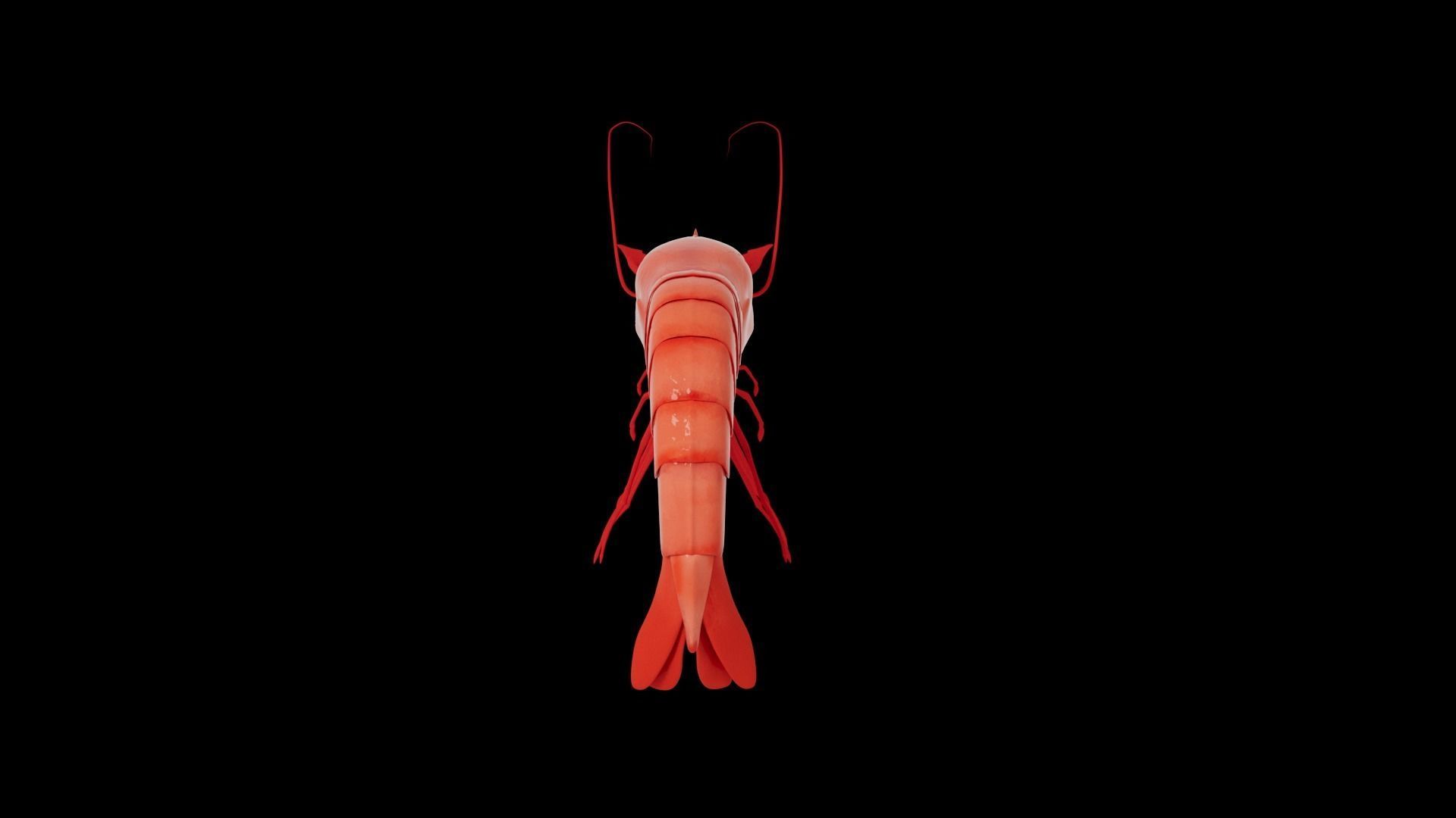 Shrimp 3D model_4