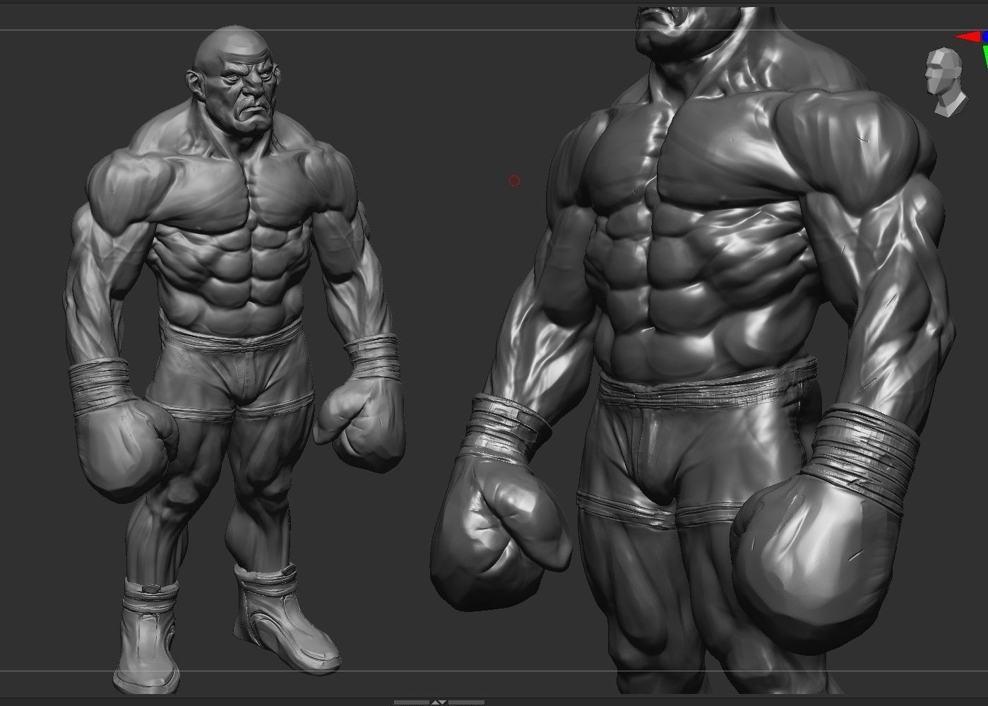 Stylized Boxer Anatomy 3D model_4