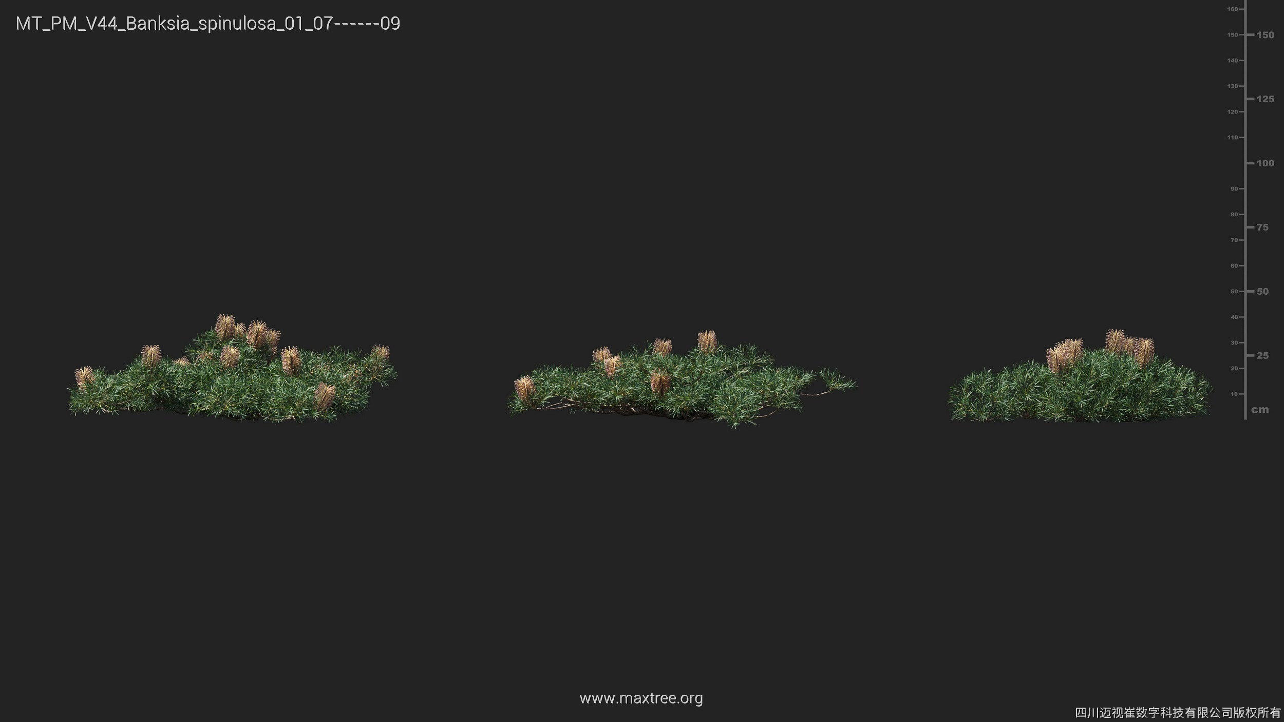 Maxtree Plant Models Vol 44 - Mesh 3D model_13