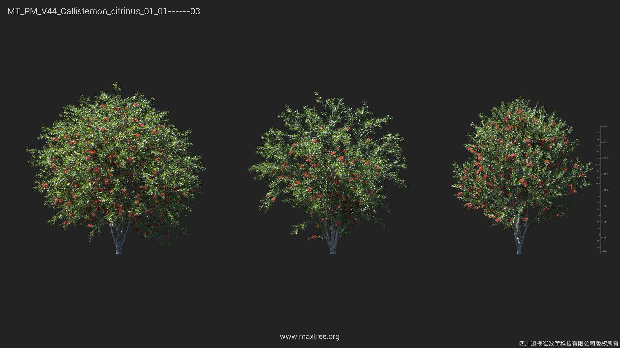 Maxtree Plant Models Vol 44 - Mesh 3D model_14