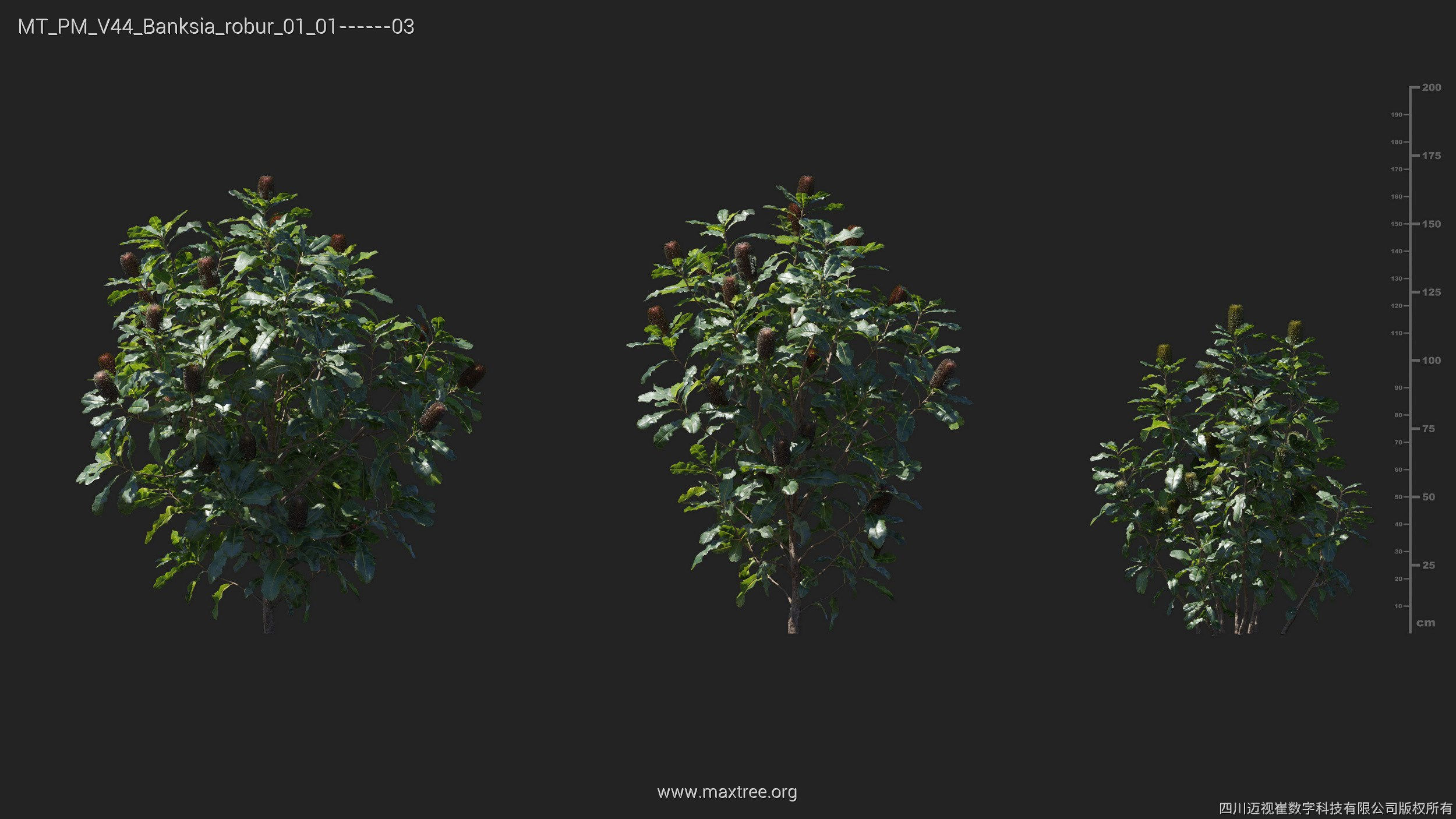 Maxtree Plant Models Vol 44 - Mesh 3D model_8
