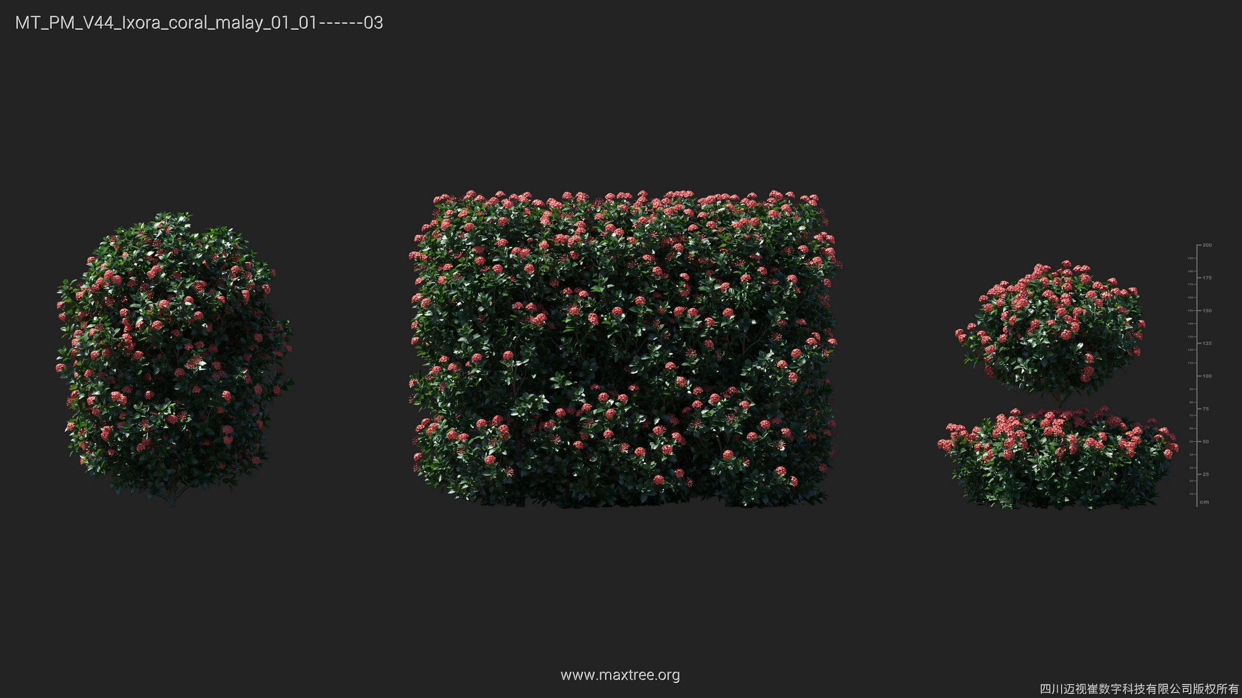 Maxtree Plant Models Vol 44 - Mesh 3D model_29