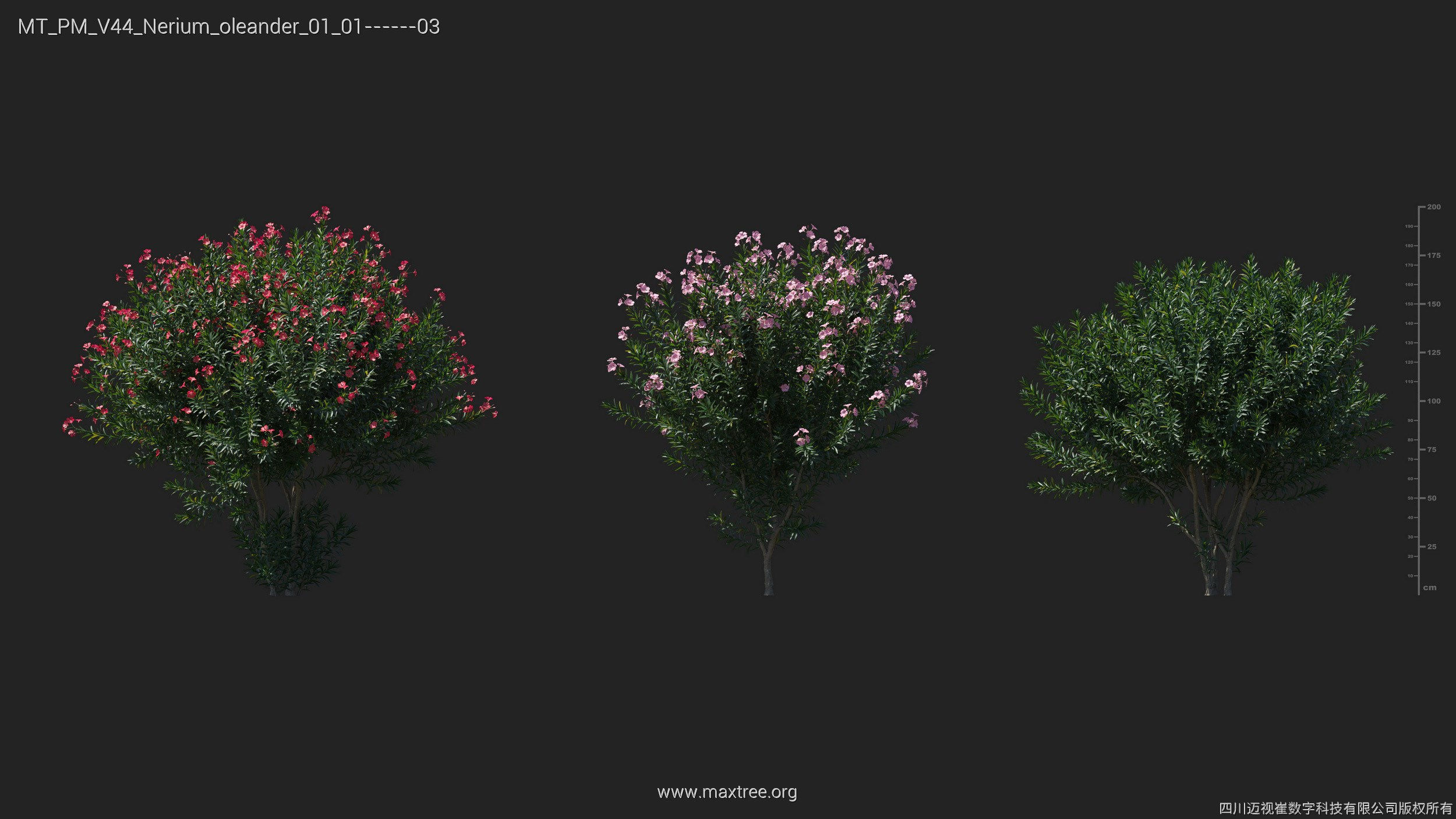 Maxtree Plant Models Vol 44 - Mesh 3D model_35