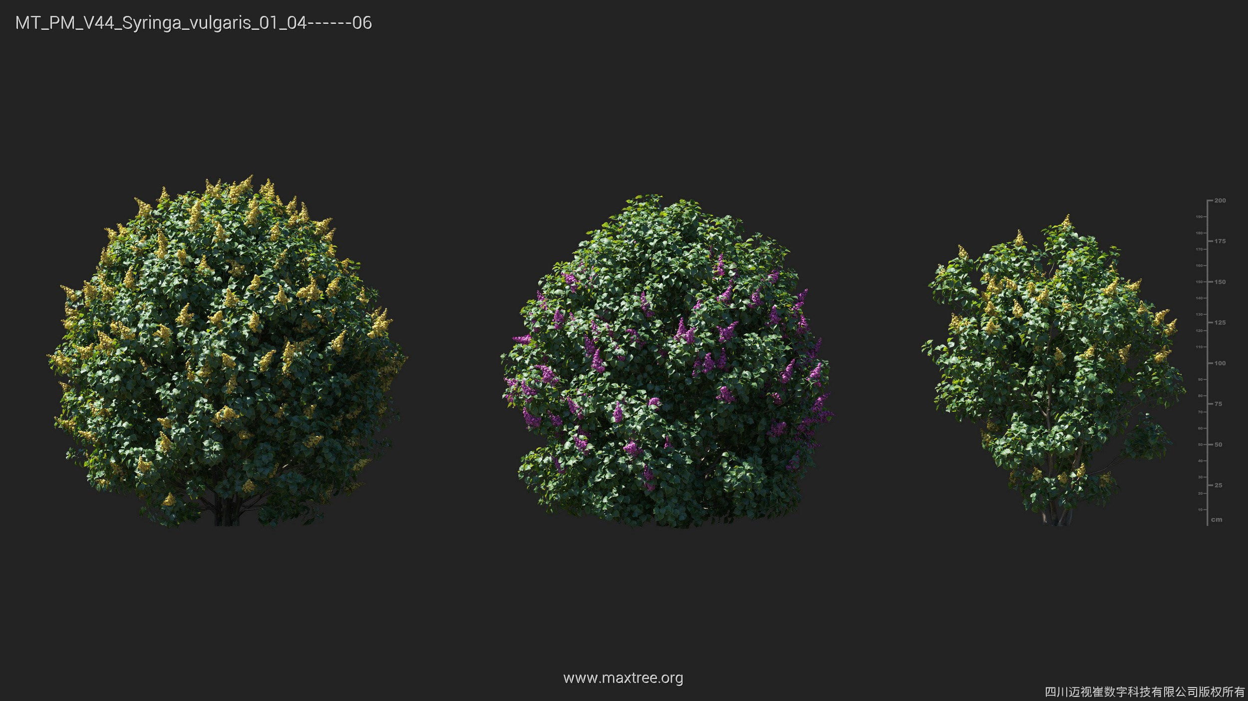 Maxtree Plant Models Vol 44 - Mesh 3D model_39