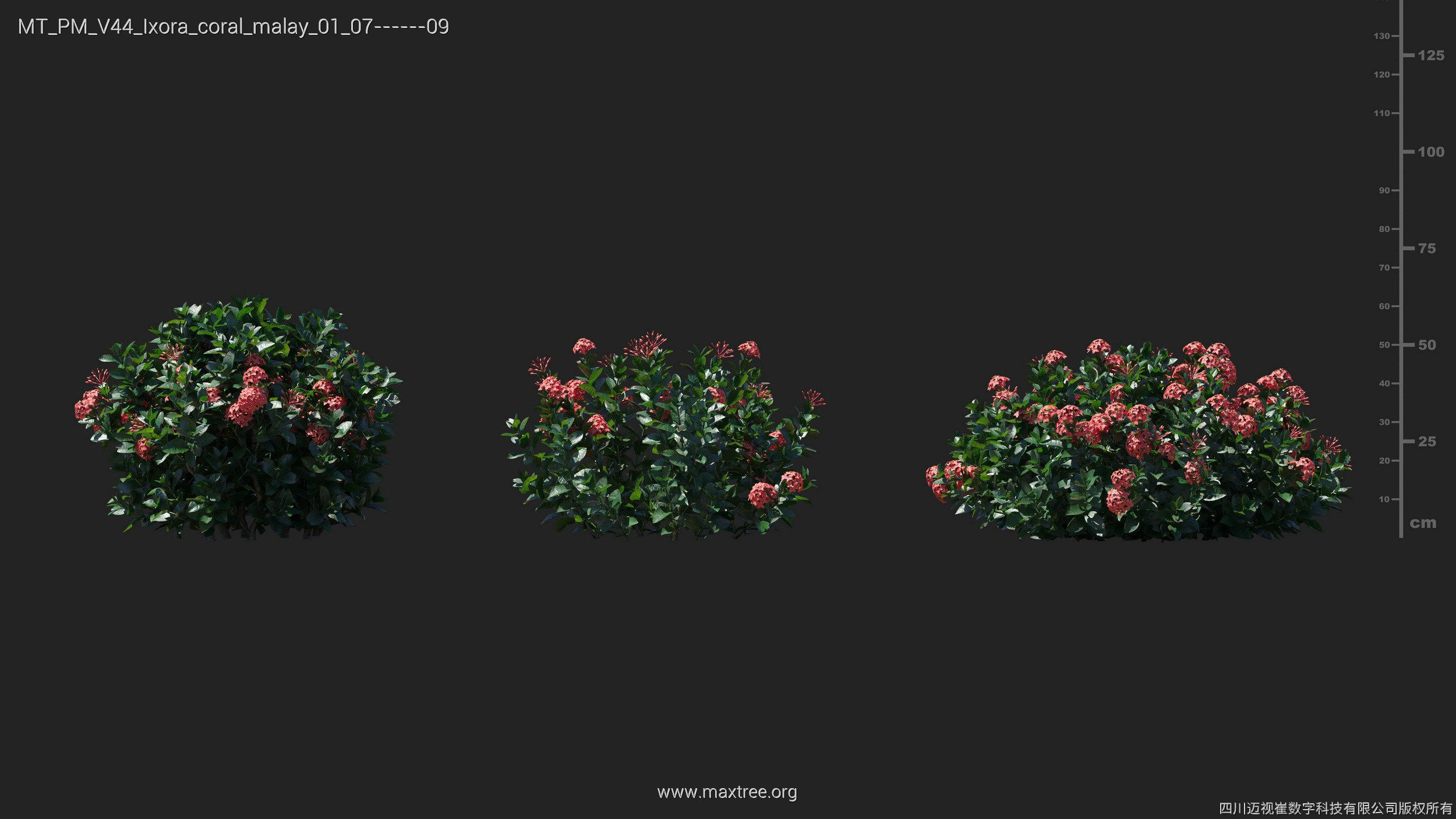 Maxtree Plant Models Vol 44 - Mesh 3D model_31