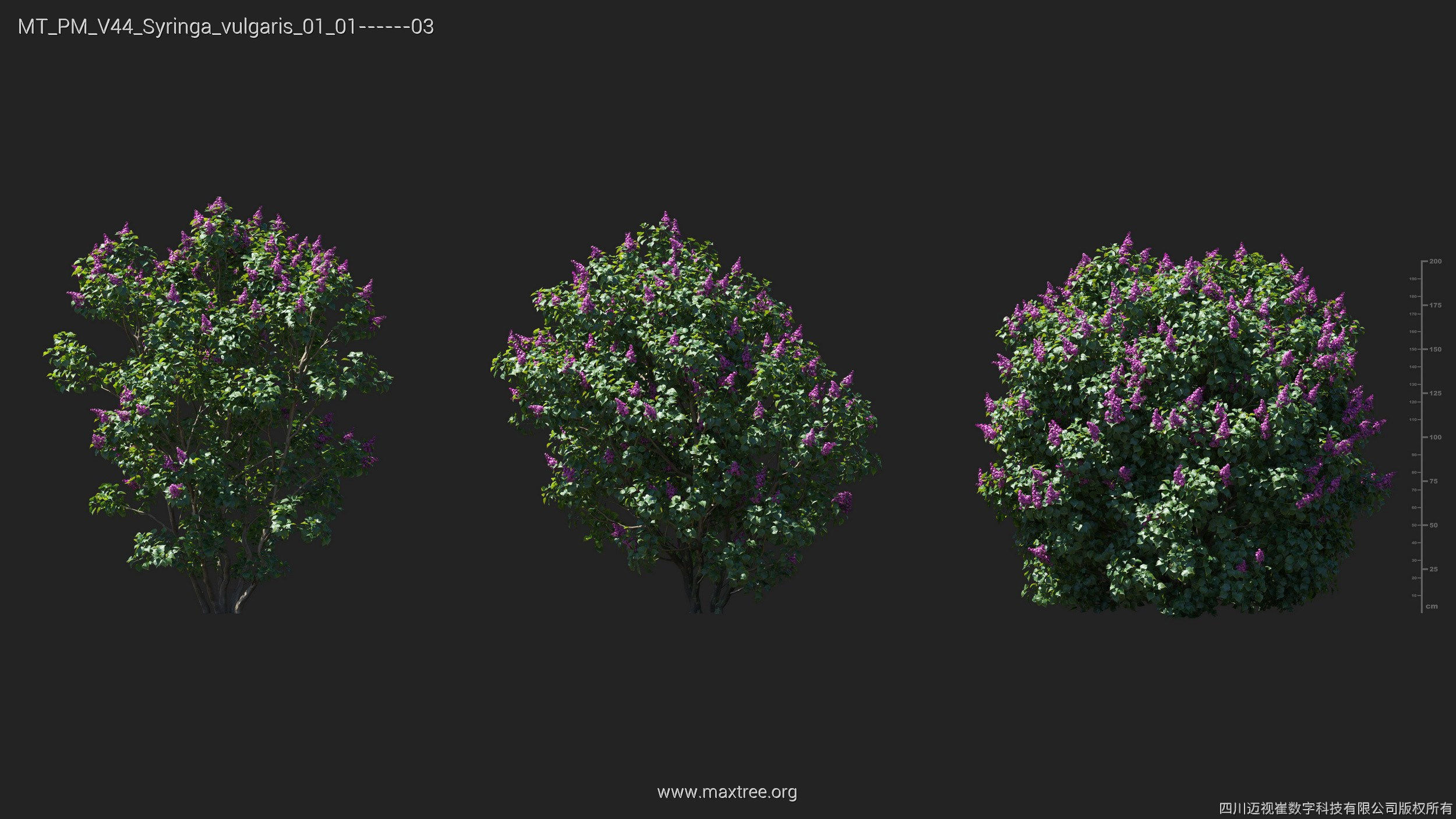 Maxtree Plant Models Vol 44 - Mesh 3D model_38