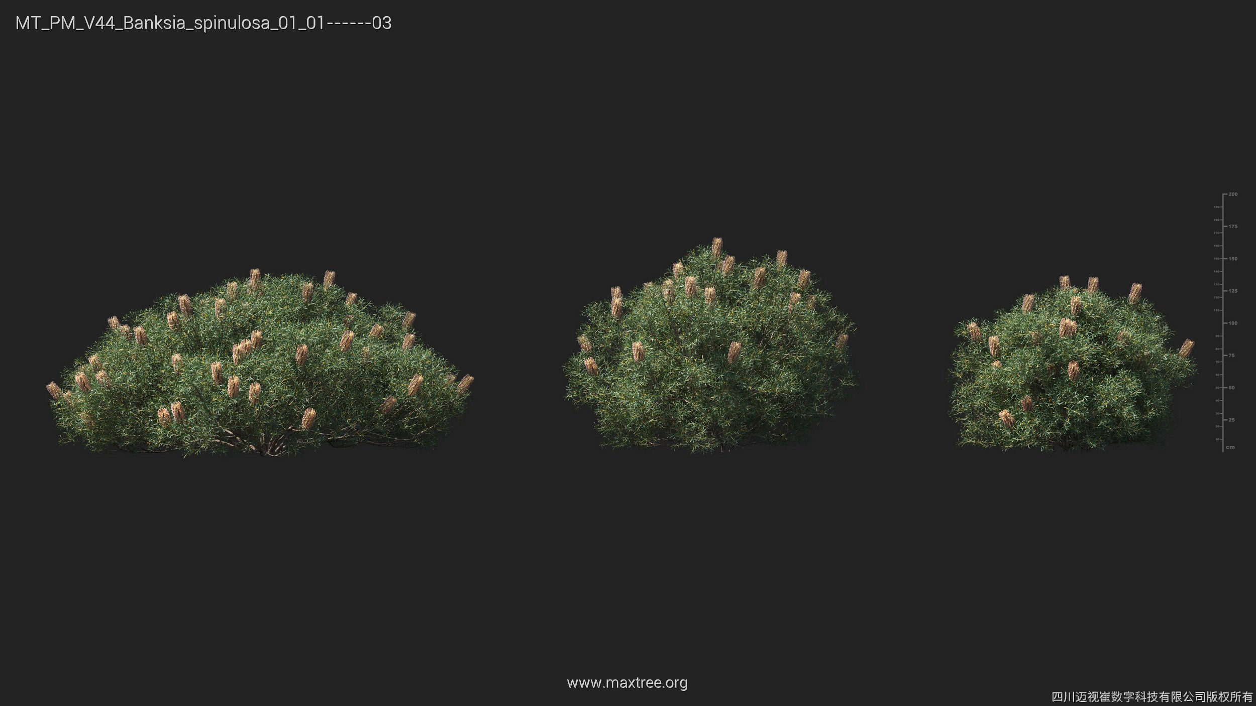 Maxtree Plant Models Vol 44 - Mesh 3D model_11