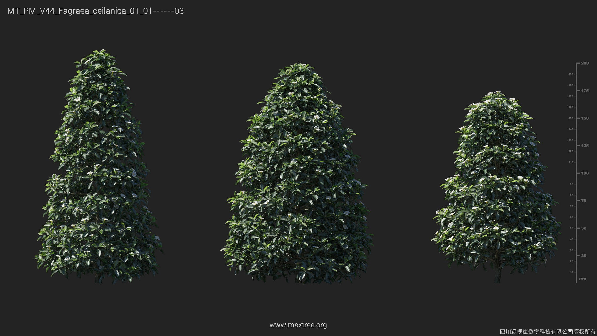 Maxtree Plant Models Vol 44 - Mesh 3D model_23