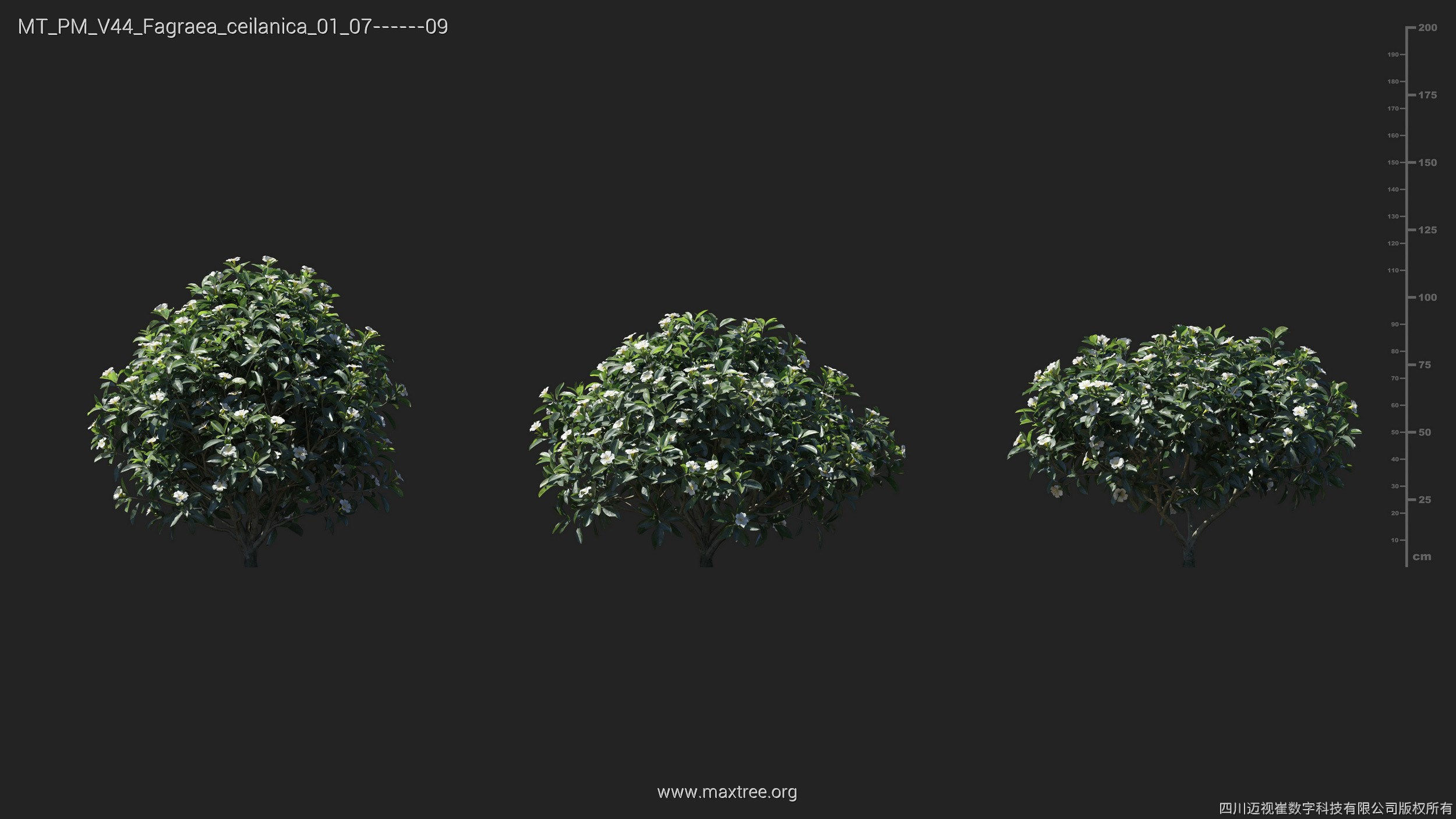 Maxtree Plant Models Vol 44 - Mesh 3D model_25