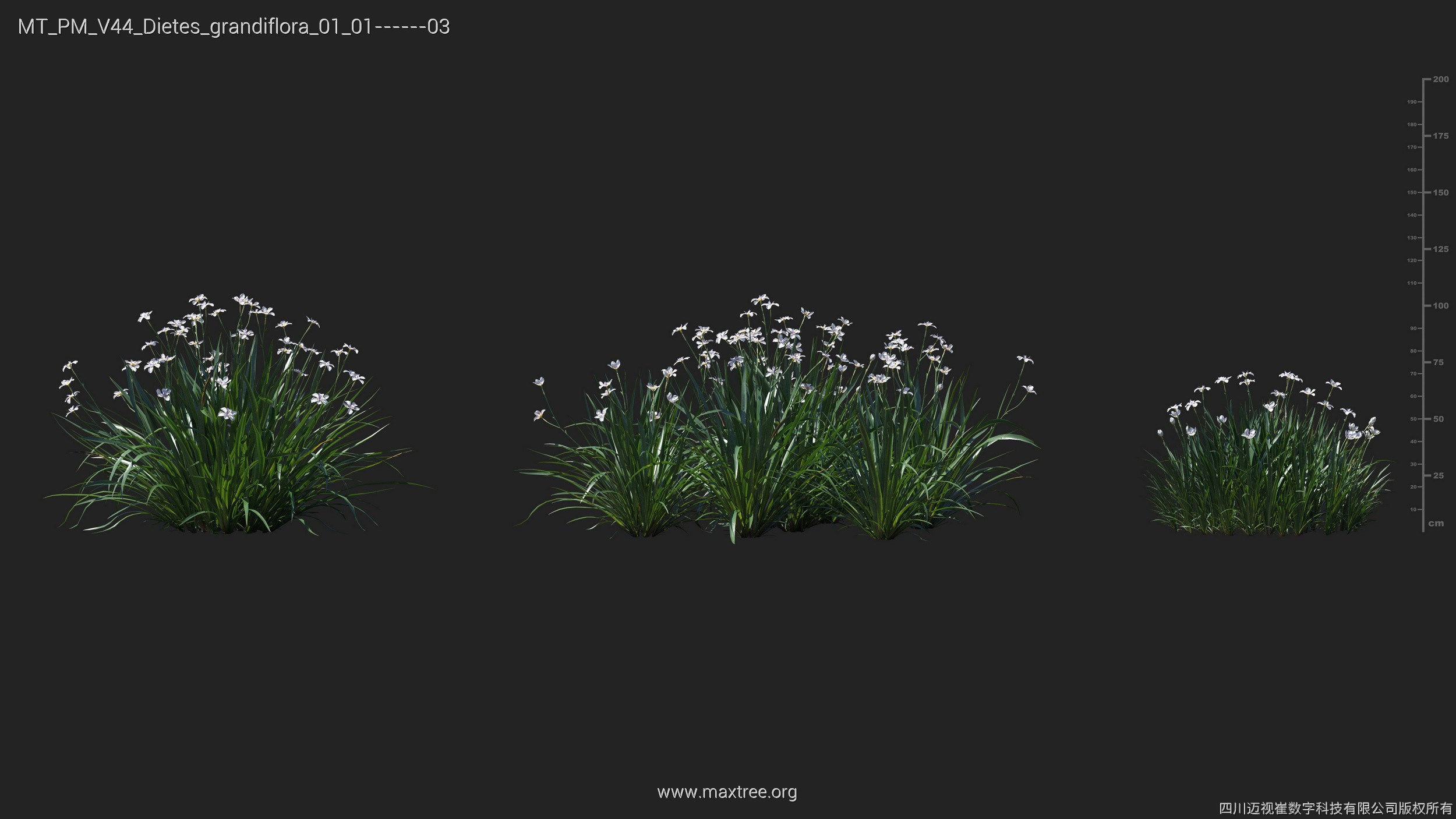 Maxtree Plant Models Vol 44 - Mesh 3D model_20