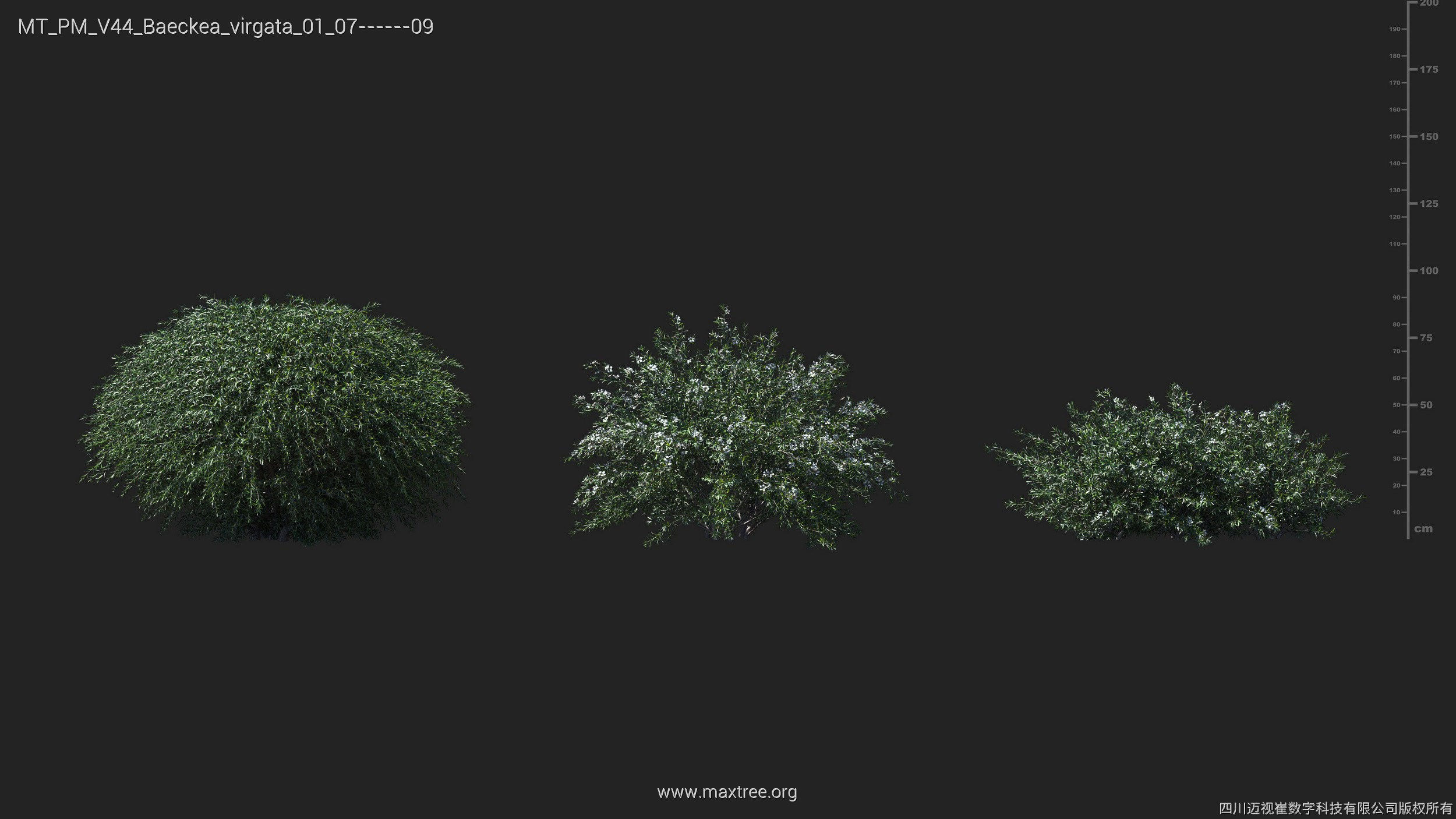 Maxtree Plant Models Vol 44 - Mesh 3D model_7