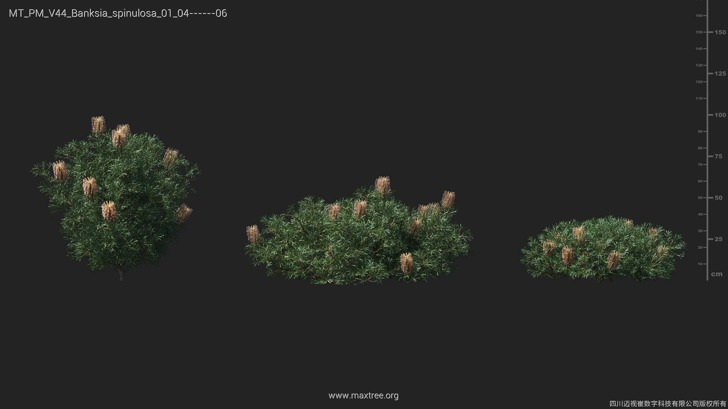 Maxtree Plant Models Vol 44 - Mesh 3D model_12