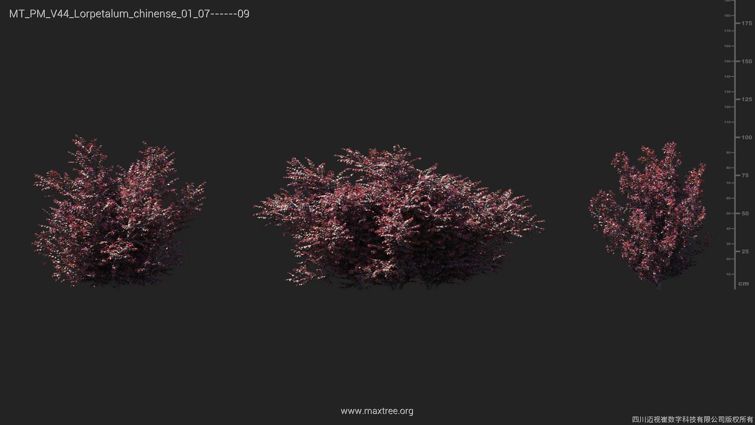 Maxtree Plant Models Vol 44 - Mesh 3D model_34