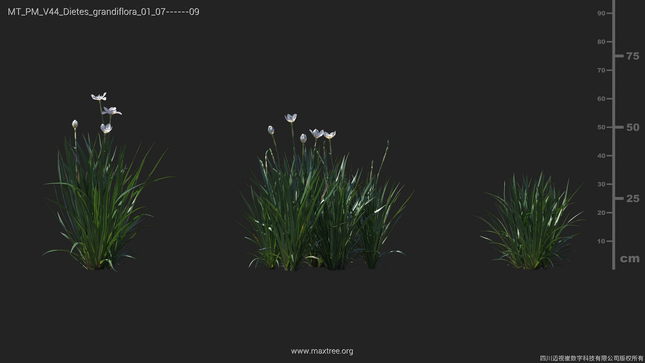 Maxtree Plant Models Vol 44 - Mesh 3D model_22