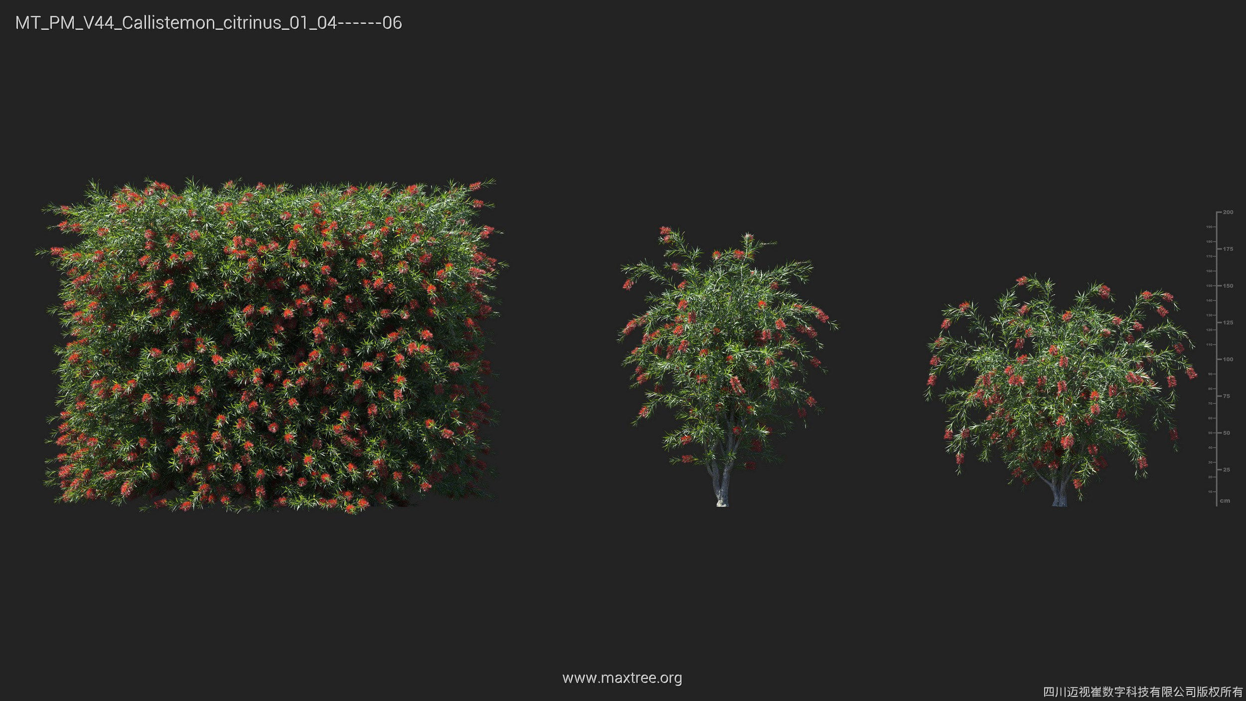 Maxtree Plant Models Vol 44 - Mesh 3D model_15