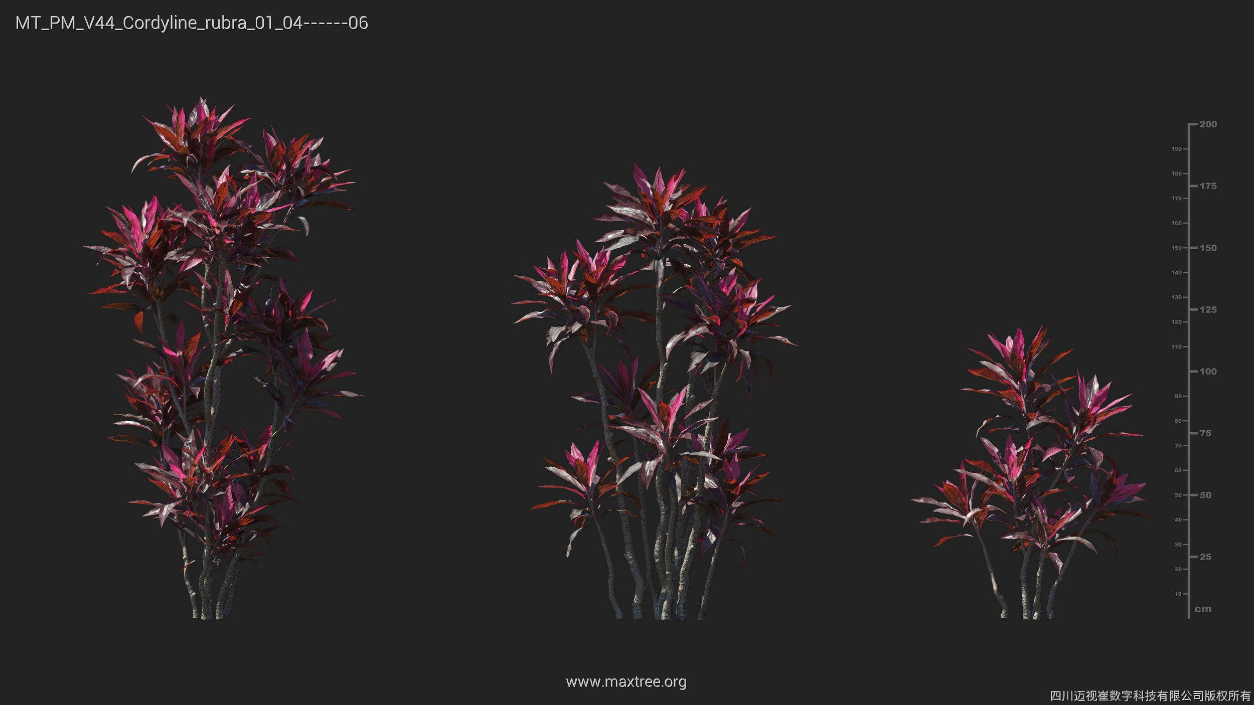 Maxtree Plant Models Vol 44 - Mesh 3D model_18