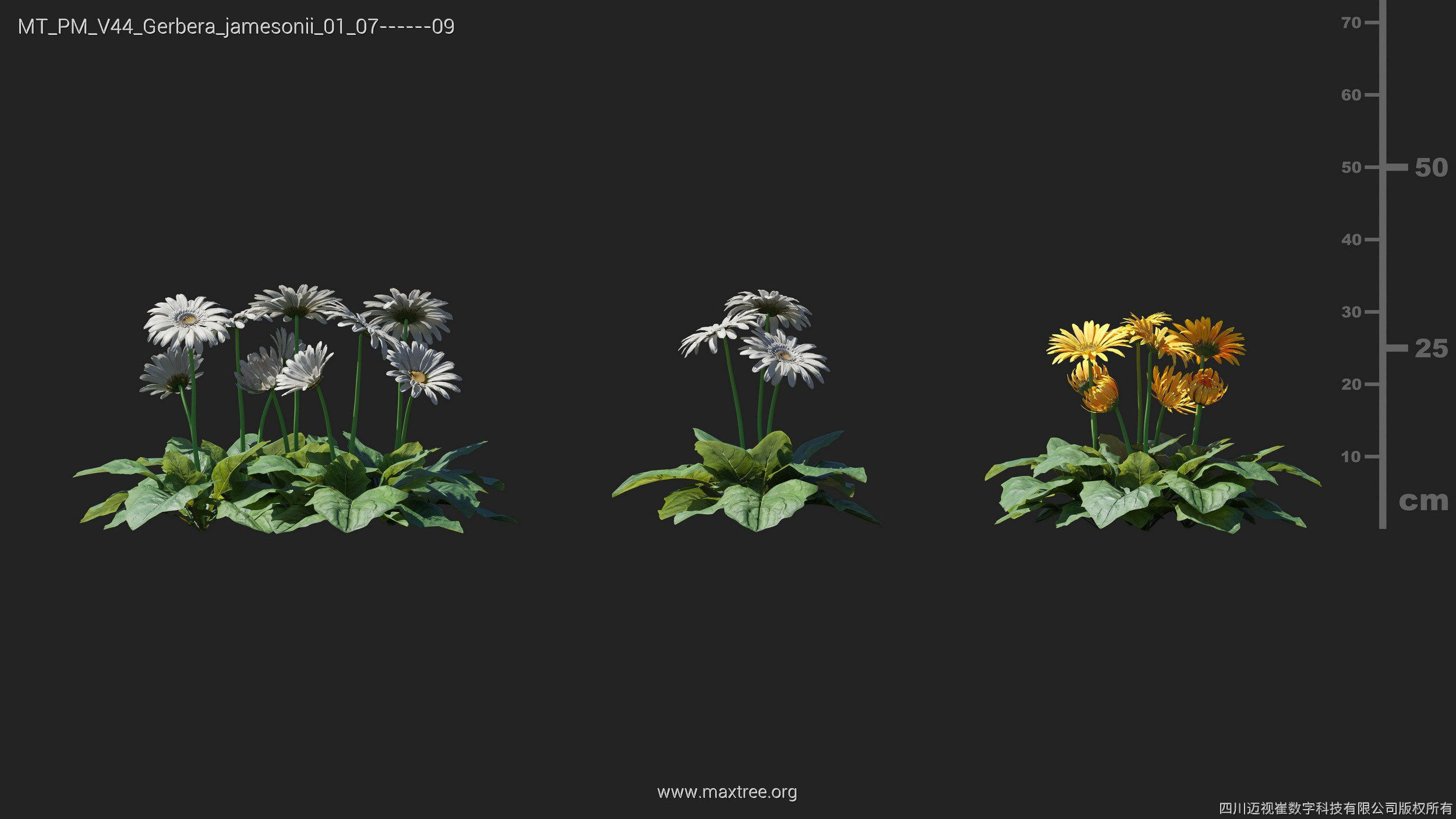 Maxtree Plant Models Vol 44 - Mesh 3D model_28