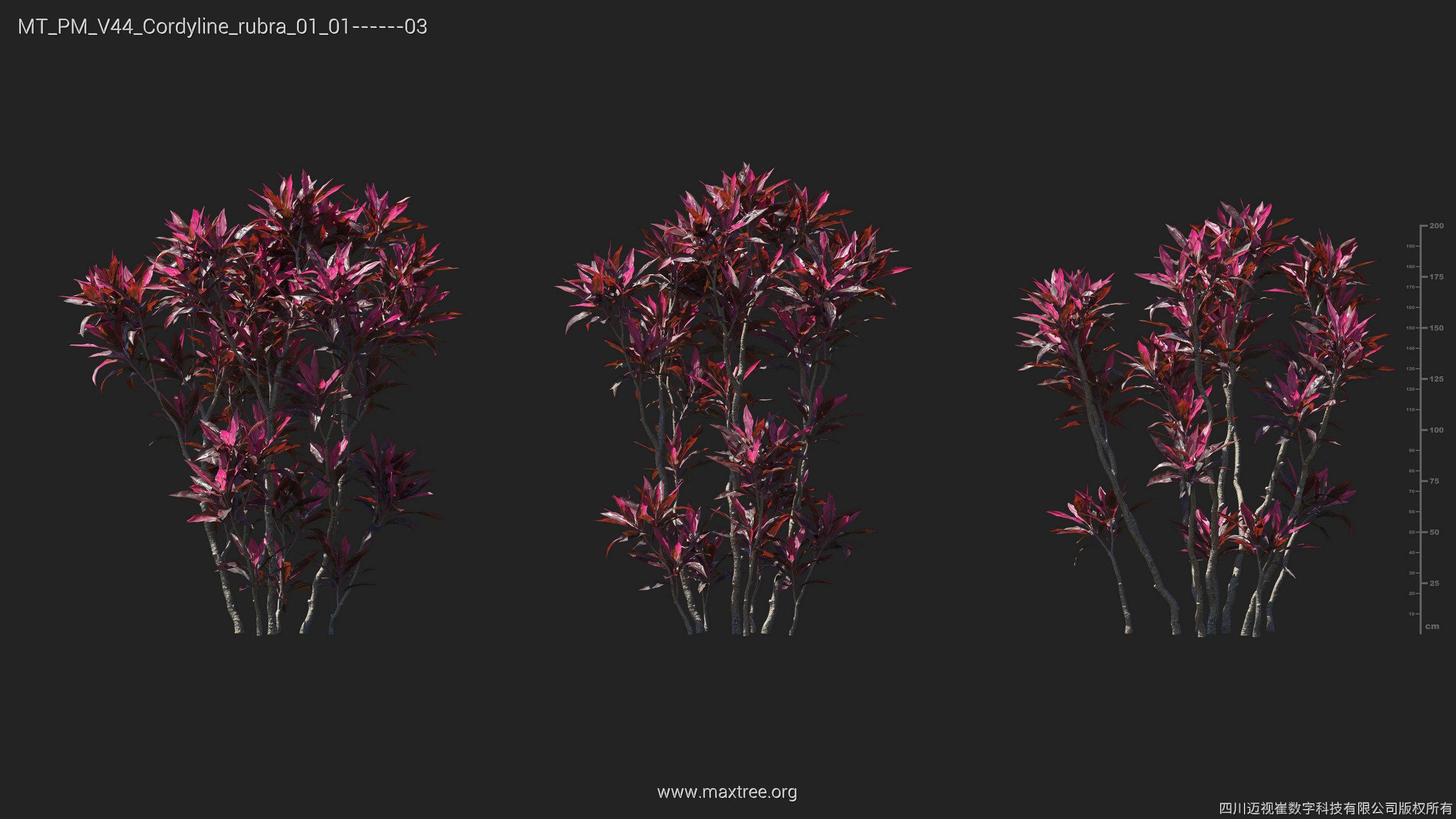 Maxtree Plant Models Vol 44 - Mesh 3D model_17