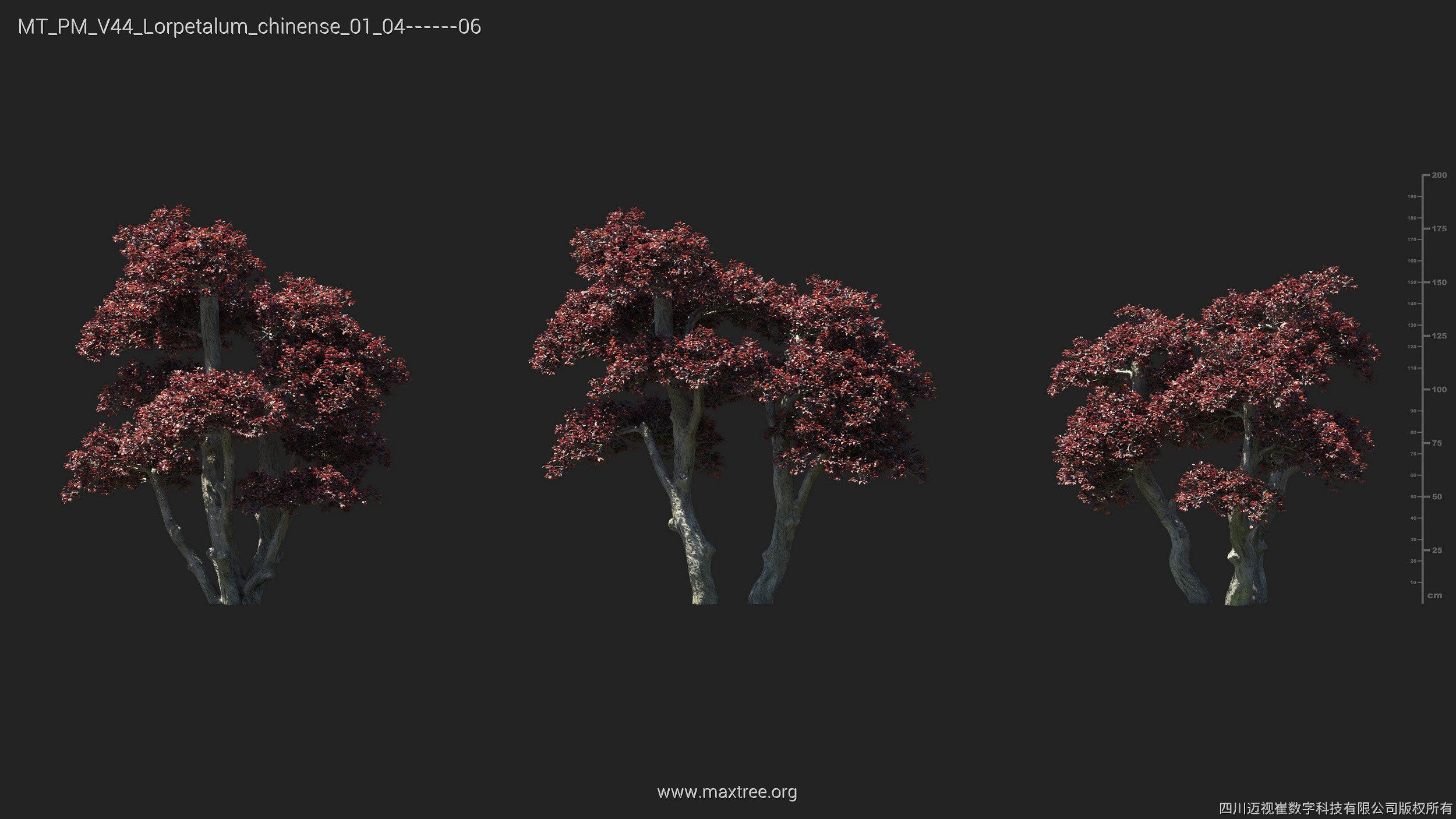 Maxtree Plant Models Vol 44 - Mesh 3D model_33
