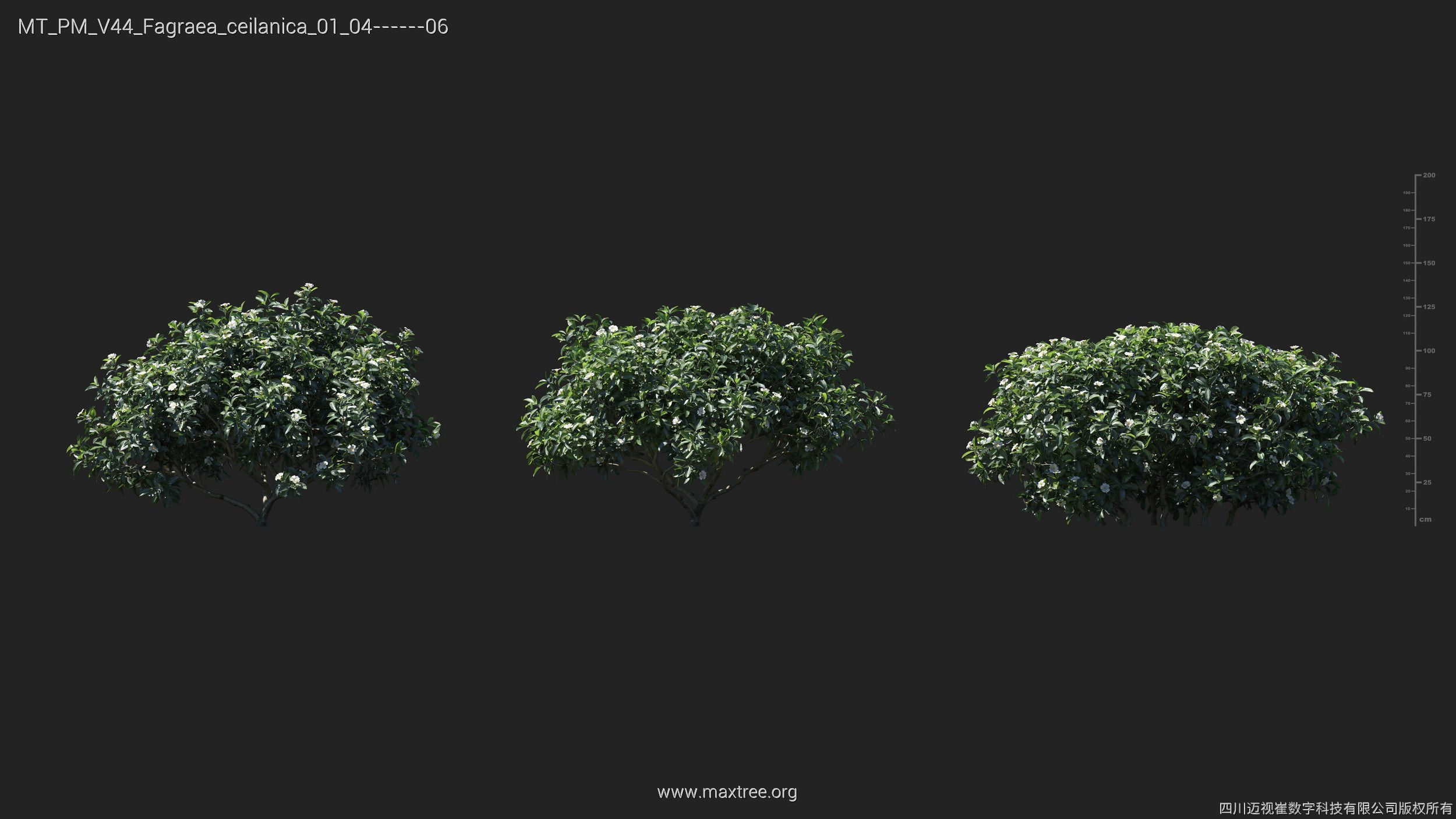 Maxtree Plant Models Vol 44 - Mesh 3D model_24