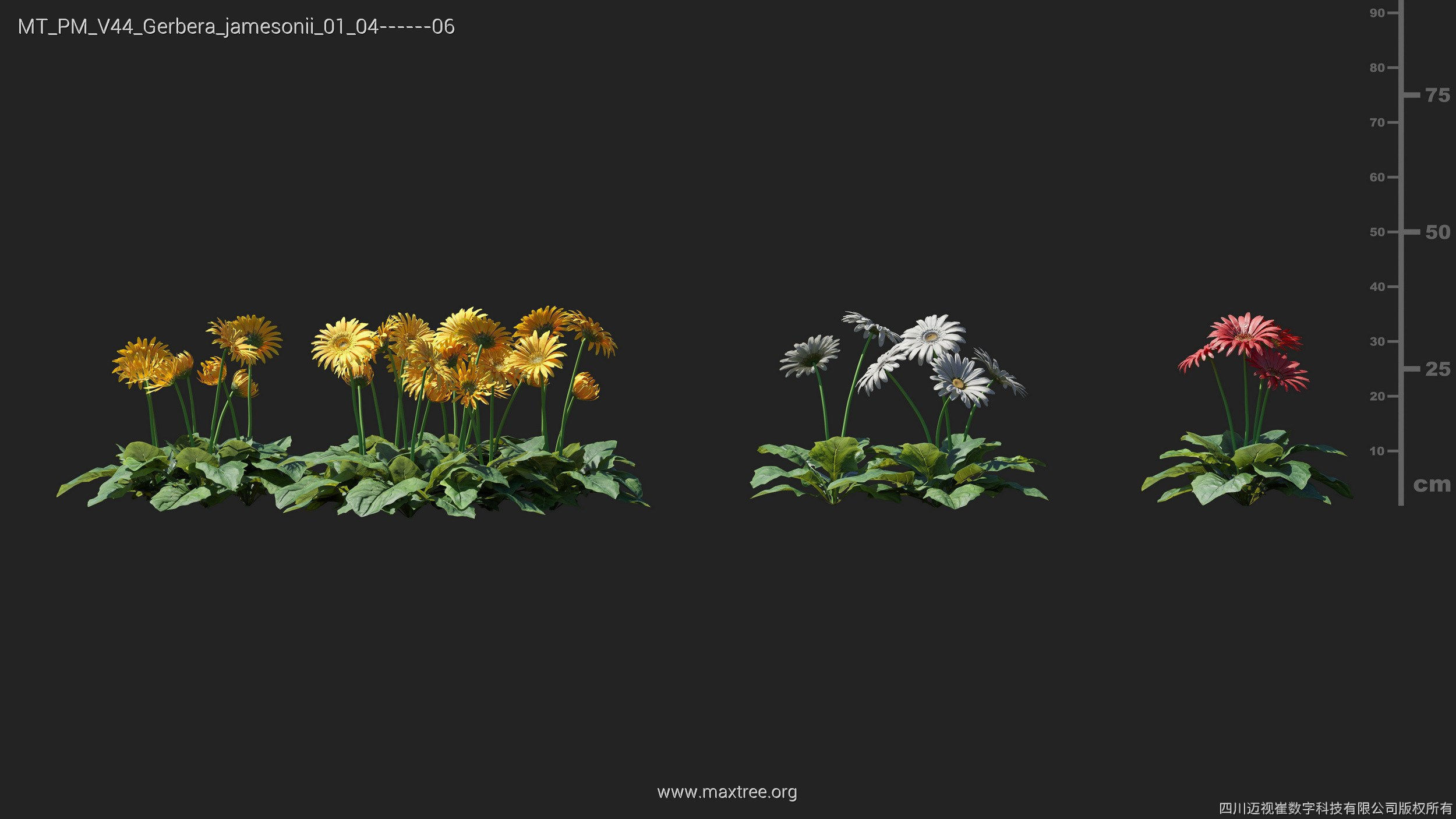 Maxtree Plant Models Vol 44 - Mesh 3D model_27