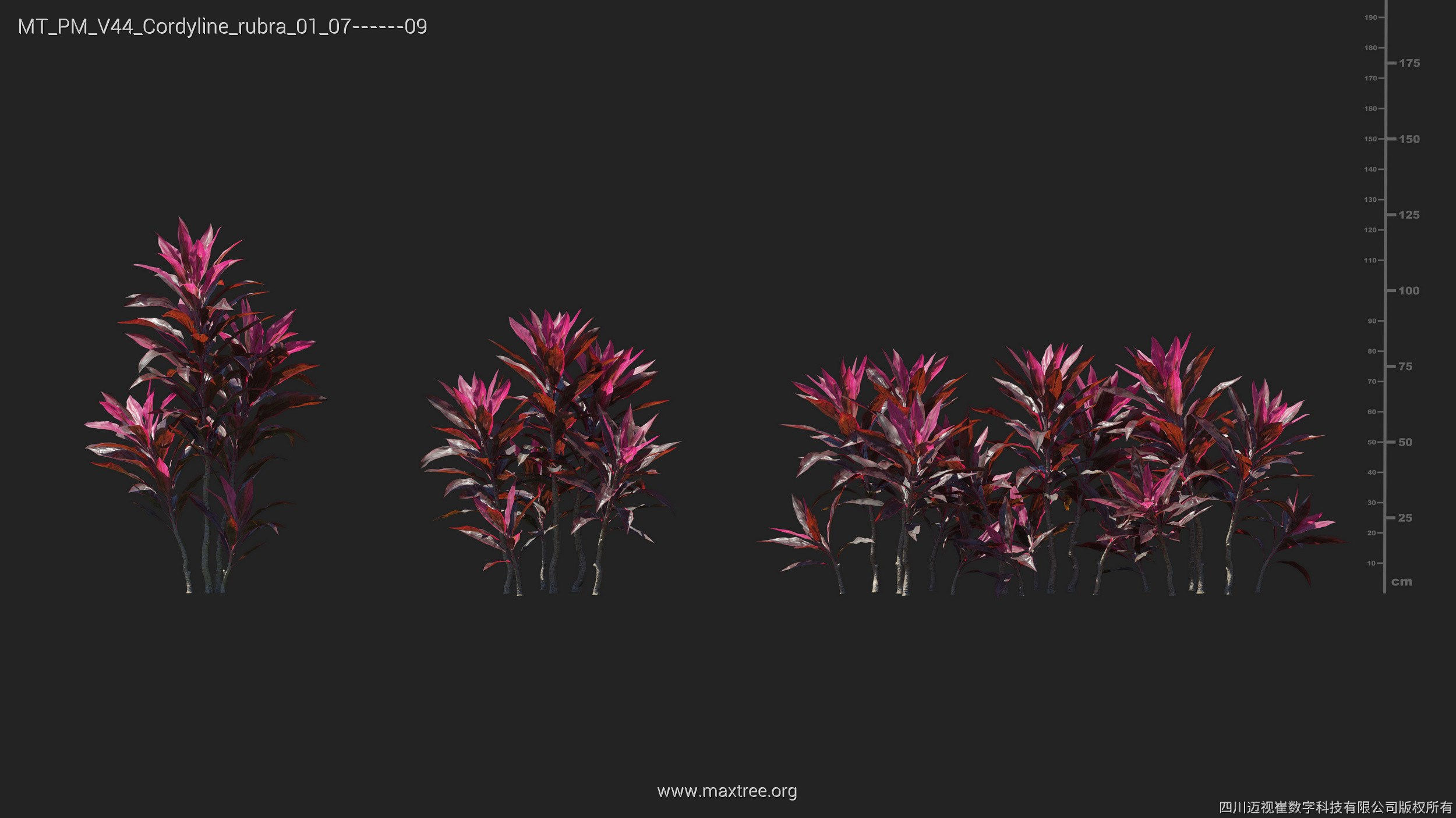 Maxtree Plant Models Vol 44 - Mesh 3D model_19