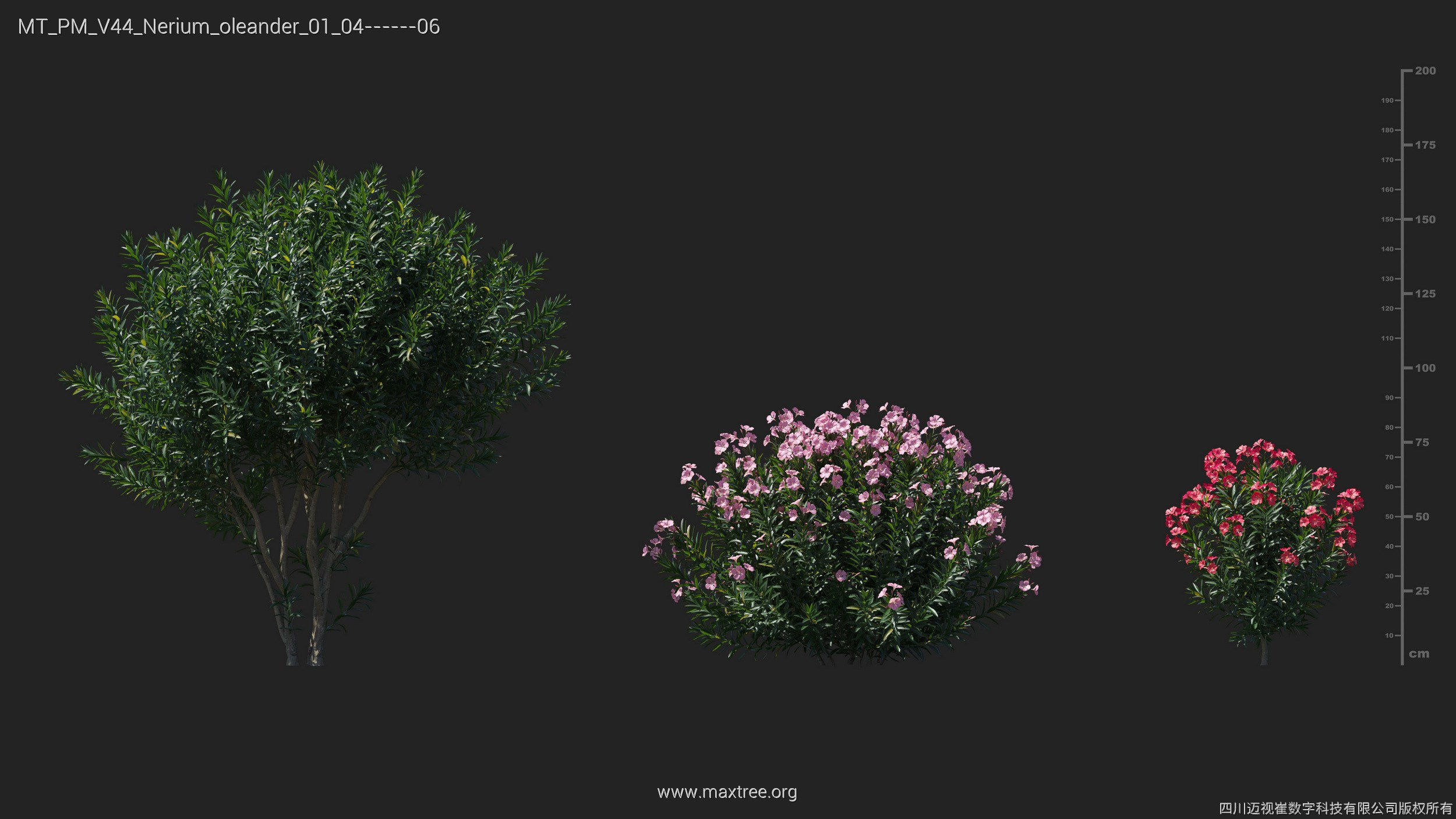 Maxtree Plant Models Vol 44 - Mesh 3D model_36