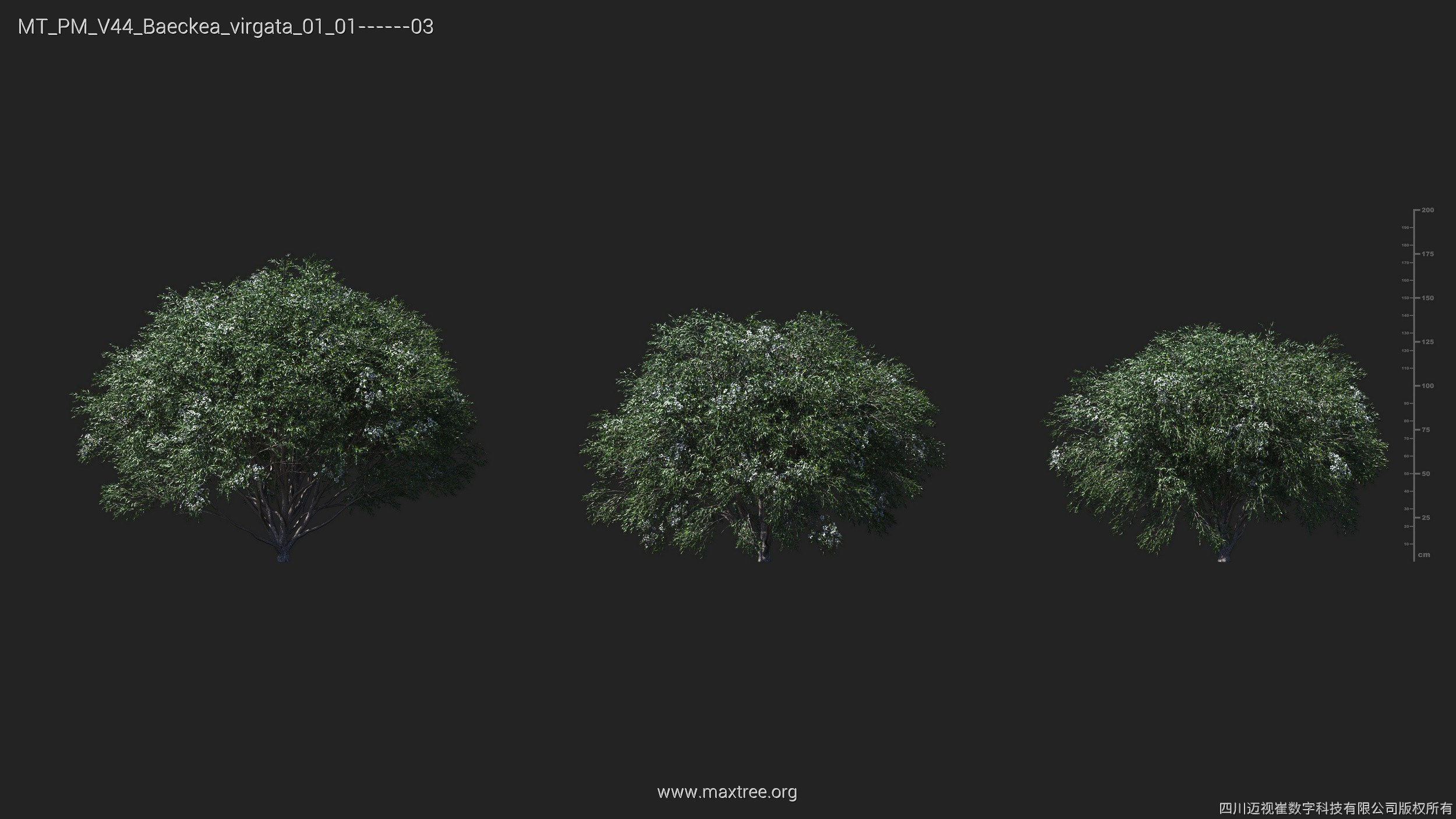 Maxtree Plant Models Vol 44 - Mesh 3D model_5
