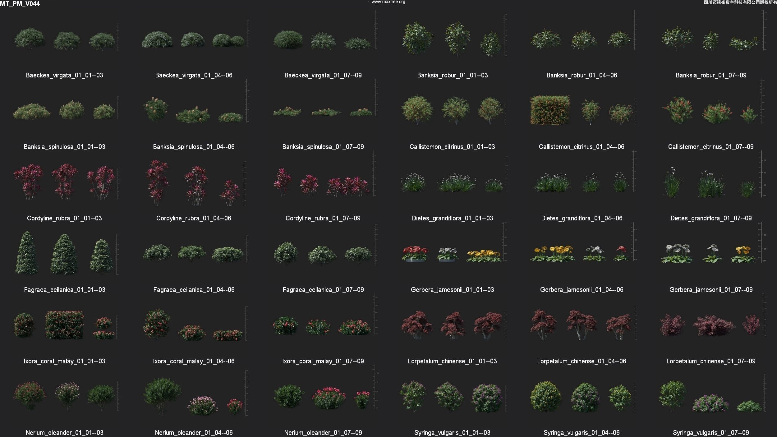 Maxtree Plant Models Vol 44 - Mesh 3D model_4