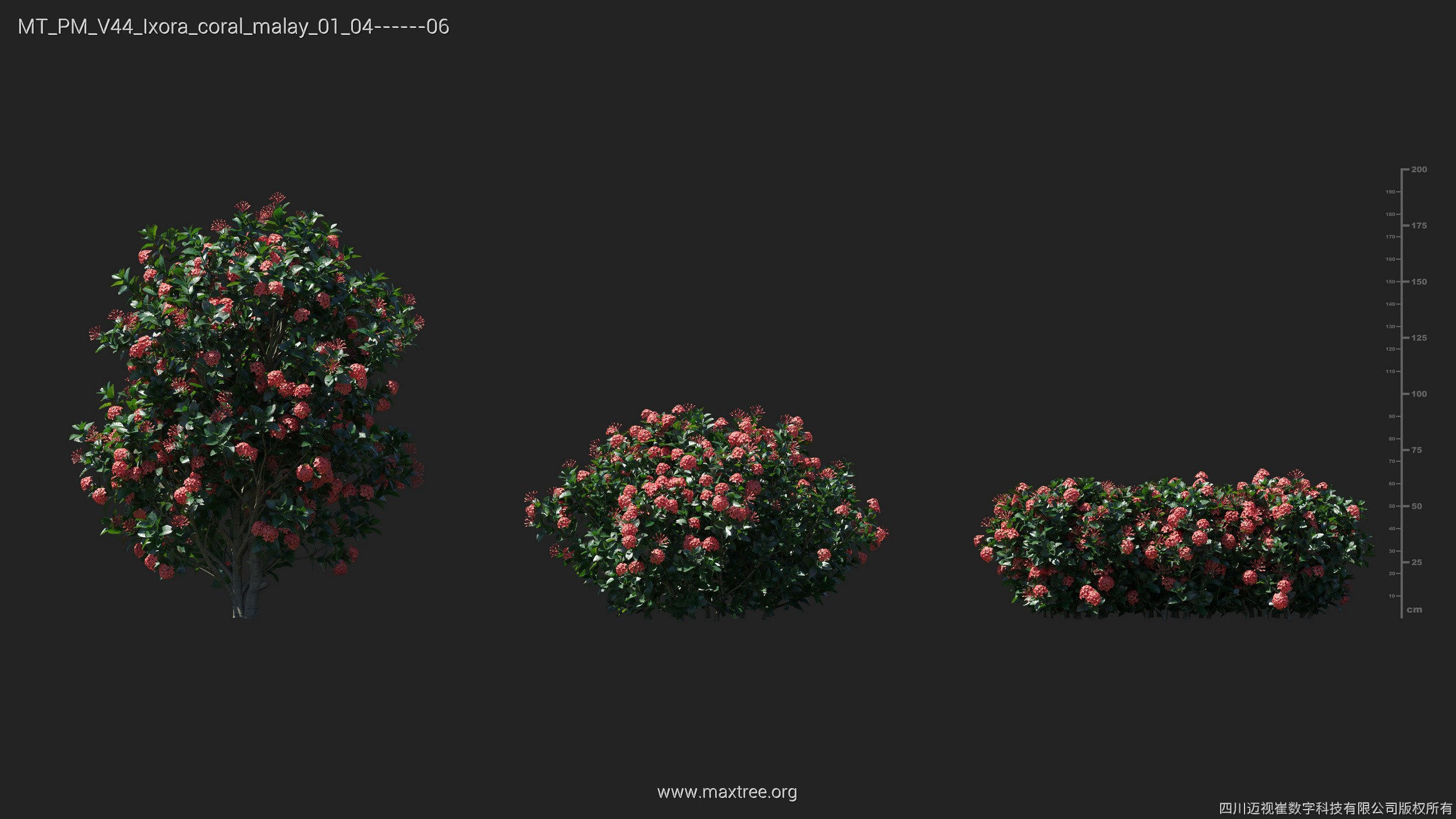 Maxtree Plant Models Vol 44 - Mesh 3D model_30